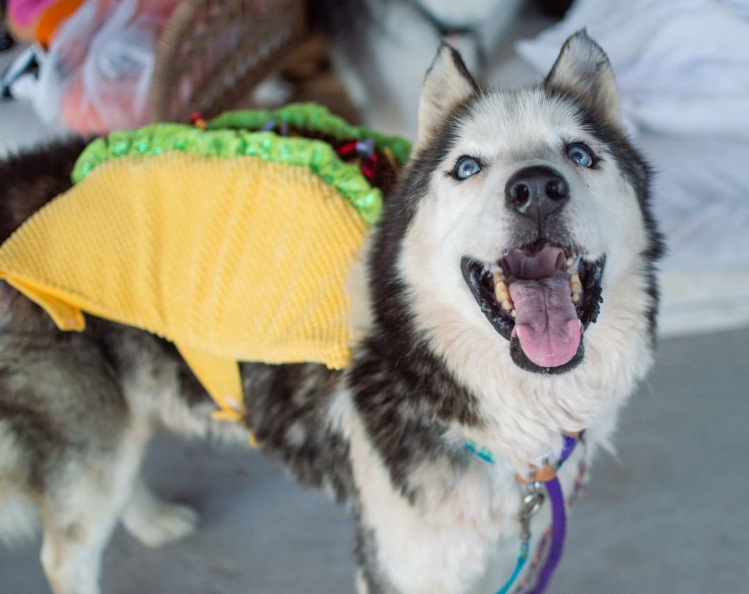 🕸🖤🎃👻 SPOOKY PUP OF THE DAY 👻🎃🖤🕸

Max is an older Siberian Husky, estimated 9-10yrs - his eyes definitely show some signs of aging but he is still a sweet boy with a good amount of energy and a lot of love. He comes to us from a high kill shelter in Clovis, NM where he was rescued along with his blood-related brother. The two are oddly not bonded (they actually got into a few scuffles, though not shocking considering both were not neutered when they arrived), and we have placed them in separate foster homes and they have actually seemed quite content with the new companions they have found. Max is with a female husky who is just a little younger than him and is doing great.

When Max was pulled from the shelter, he had what the rescue contact in NM originally believed to be a wound that was not healing. She took him for immediate vet care and received some medication - unfortunately once this was out, he still had the wound in the same condition. We took him to our vet shortly after he arrived in Arizona, at which time we realized that this was likely a tumor. Our vet removed this mass the following week and it is currently out for testing - we believe that all of it was removed and his bloodwork and urinalysis tests were very good considering his age overall. Depending on the results and his follow-up visit once his staples are removed, he will have a clean bill of health and be fully available for adoption!

Let us know if this old boy might be a good fit to join your family for his final years.

<a target='_blank' href='https://www.instagram.com/explore/tags/azhusky/'>#azhusky</a> <a target='_blank' href='https://www.instagram.com/explore/tags/huskyrescue/'>#huskyrescue</a> <a target='_blank' href='https://www.instagram.com/explore/tags/husky/'>#husky</a> <a target='_blank' href='https://www.instagram.com/explore/tags/siberianhusky/'>#siberianhusky</a> <a target='_blank' href='https://www.instagram.com/explore/tags/huskies/'>#huskies</a> <a target='_blank' href='https://www.instagram.com/explore/tags/huskiesofinstgram/'>#huskiesofinstgram</a> <a target='_blank' href='https://www.instagram.com/explore/tags/azhuskyrescue/'>#azhuskyrescue</a> <a target='_blank' href='https://www.instagram.com/explore/tags/siberianhuskies/'>#siberianhuskies</a> <a target='_blank' href='https://www.instagram.com/explore/tags/rescuehusky/'>#rescuehusky</a> <a target='_blank' href='https://www.instagram.com/explore/tags/taco/'>#taco</a> <a target='_blank' href='https://www.instagram.com/explore/tags/halloween/'>#halloween</a> <a target='_blank' href='https://www.instagram.com/explore/tags/trickortreat/'>#trickortreat</a> <a target='_blank' href='https://www.instagram.com/explore/tags/dogsincostume/'>#dogsincostume</a>