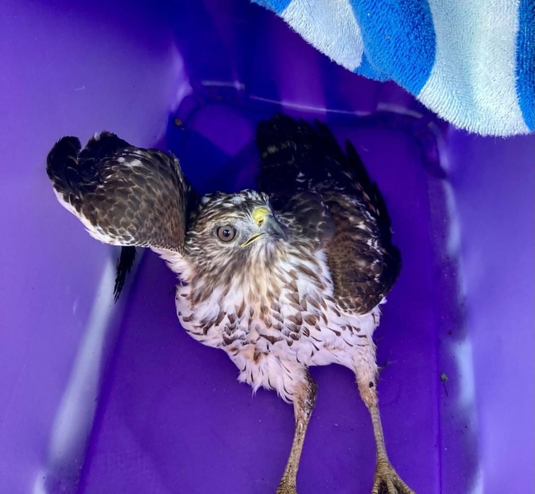 Sometimes its not just cats and dogs that come to the shelter. Today, an injured hawk came to our doors.  Since this isn't our specialty we transported the poor guy to Peace River Wildlife Center - PRWC to be cared for. 🙏
Please send him all your good thoughts.
<a target='_blank' href='https://www.instagram.com/explore/tags/AWLshelter/'>#AWLshelter</a> <a target='_blank' href='https://www.instagram.com/explore/tags/notallanimalsarethesame/'>#notallanimalsarethesame</a> <a target='_blank' href='https://www.instagram.com/explore/tags/hawkinneed/'>#hawkinneed</a> <a target='_blank' href='https://www.instagram.com/explore/tags/fortheloveofanimals/'>#fortheloveofanimals</a>