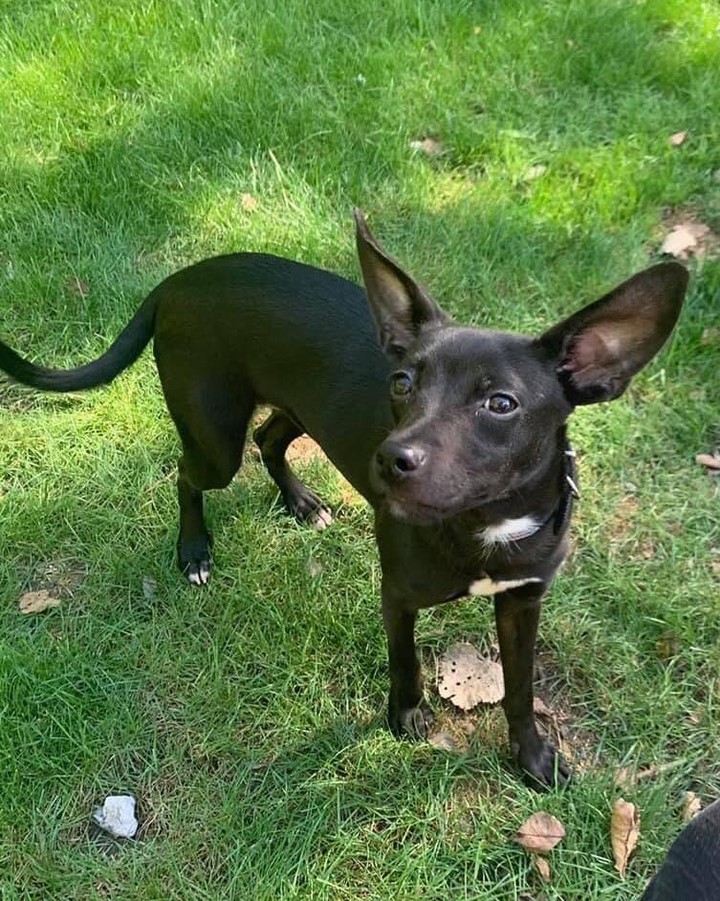 ☕️🌰🧋MEET MOCA! 🧋🌰☕️

🌰 Moca is darling 2yo female chihuahua mix, that is fully grown at just under 20lbs! 
🌰 She LOVES people and is extremely affectionate. She wants to be in your lap or by your side as often as possible! 
🌰 She is a good balance of energetic and calm; she’ll play and have fun, and then take a nice long snooze! 
☕️ Moca can be timid when meeting strangers, but she warms up quickly.
☕️ She gets along very well with other dogs, but tends to pick on dogs smaller than she is, so a dog 20lbs+ would be ideal. 

✔️ Moca is spayed, UTD on vaccines, and microchipped. 

If you are interested in adopting this pet, please head to www.pettalesrescue.com and fill out an application ✍🏼