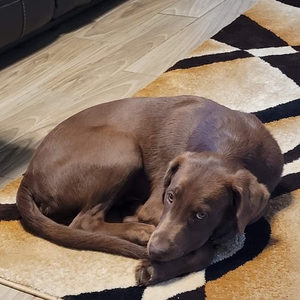 🍫 Do you have a sweet tooth for Chocolate Labs? Well, we have the boy for you. Meet Muddy! Muddy is around a year old and has the typical sweet Labrador personality. He LOVES children, water, and chasing after a tennis ball or stick. He is young and has a lot of energy so he would do best in a home with a big backyard and someone that is committed to daily exercise. He loves to play and can be a bit much for his older foster fur brother but would do fine with like-minded fur siblings or as a solo animal. He would prefer a home without any of the meow, meow kind though. He is not a fan. Muddy is fully vetted and ready for his forever family. ❣️ Fill out an application if that lucky family is you! <a target='_blank' href='https://www.instagram.com/explore/tags/LAPdog/'>#LAPdog</a> <a target='_blank' href='https://www.instagram.com/explore/tags/ChocolateLAB/'>#ChocolateLAB</a> <a target='_blank' href='https://www.instagram.com/explore/tags/LOVESchildren/'>#LOVESchildren</a> <a target='_blank' href='https://www.instagram.com/explore/tags/WaterDog/'>#WaterDog</a> <a target='_blank' href='https://www.instagram.com/explore/tags/Labrador/'>#Labrador</a> <a target='_blank' href='https://www.instagram.com/explore/tags/AdoptME/'>#AdoptME</a> 

Adopt Muddy here! 🥎
https://www.laprescue.org/adoption-app-.html