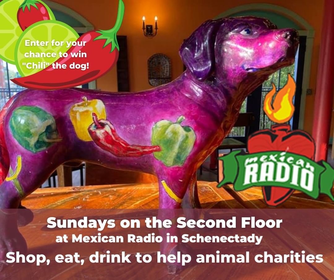 Looking for something to do on a Sunday that also helps animals?

Mexican Radio is holding Sundays on the Second Floor each Sunday in October, from 12-3pm where you can shop to help animal charities - including Peppertree Rescue!  There will be a unique variety of items for sale every week ranging from dishware to books to artwork, with special Charity Auction and Raffle items available as well including this very special dog - Chili!  Also there will be food and drink specials. 

If you would like the chance to give Chili a new home you can go to Mexican Radio and buy a raffle ticket or order a $10 gift certificate online and specify you want it to go towards a raffle ticket for the chance to win Chili here:  https://mexrad.com/shop/

Chili's new home will be selected on October 31st, 2021.

Mexican Radio is located in Schenectady, 325 State Street, Schenectady, NY