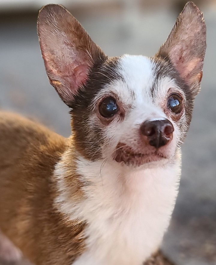 Look at this babe!!! This is Burt ❤🐾

He was found last week in the area of 44th st and McDowell. He is not neutered and probably around 11 years old. The finders posted him on straydar and hung flyers but no owner has been found. We will continue our search. 

For now we are welcoming him home to Rusty's Angels as # 302. 

Doesn't his face remind you of a chocolate swirl marble cake?! 😋 
And this dude is not only adorable he also has a spectacular personality. His little 6# physique is likely to win over all the ladies, without a doubt. 

Welcome home Burt welcome home. 🐾❤🐾