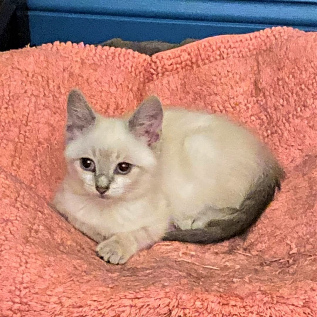 Warning: Extreme Cuteness ahead!! 

It’s time to let a little Jam (gray) and Jelly (white and Siamese color) sweeten up your life!
Bonded kitten brothers Jam and Jelly (or J and J, as their foster mom calls them) are playful, inquisitive, and super adorable—full of kitten sparkle and personality. They have a strong sense of love, play, and protection of one another.

Let’s Jam! This boy has a gray overcoat graced with white swirls and tabby leg stripes and he has a cream undercoat. 

How about a cute little Jelly roll? Jelly’s the leader of the pack. His coat is of a Siamese variety, cream with a touch of brown coat, dark brown ears and tail. He likes to talk when he needs to, and his eyes are currently the lightest shade of blue. 

Jam and Jelly were rescued when they were just tiny babies; they had been born in a back yard to a community cat who is now spayed and doing fine. Both boys have been vetted and are healthy and happy; they are still a little human shy, but Jelly loves to be pet and Jam only needs time to warm up.

With bonding and trust, toy time, treats, and gentle pets will have them climbing your legs in no time. Jelly is a fan of belly and head rubs and loves to be combed. 

Jam is a little more cautious but easily persuadable. They're around 8 weeks old. These guys are lap cats in the making. They get along well with other cats. It is unknown if they are compatible with dogs.

You can contact us here or better still, for faster processing, fill out the editable PDF adoption-application form at https://www.foranimalsinc.com/adopt/our-adoption-process/ and email it to foranimalsnyc@gmail.com

_____
<a target='_blank' href='https://www.instagram.com/explore/tags/kittensofinstagram/'>#kittensofinstagram</a>
 <a target='_blank' href='https://www.instagram.com/explore/tags/bondedkittens/'>#bondedkittens</a> <a target='_blank' href='https://www.instagram.com/explore/tags/siamesekitten/'>#siamesekitten</a> <a target='_blank' href='https://www.instagram.com/explore/tags/tabbykitten/'>#tabbykitten</a> <a target='_blank' href='https://www.instagram.com/explore/tags/brooklyncatadoptions/'>#brooklyncatadoptions</a> <a target='_blank' href='https://www.instagram.com/explore/tags/nyckittenadoption/'>#nyckittenadoption</a>
------