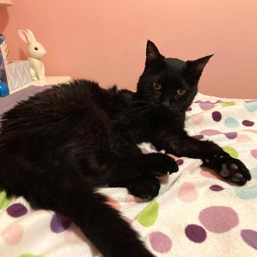 Meet Lil' Bertha, a sleek 🖤 black beauty waiting for her forever home. This ten-year-old lady will greet you with the best meows and purrs! Bertha loves her human friends and would do best as the only cat 🐈 

Sweet Bertha enjoys napping, snuggling and gets along with calm dogs, too. She takes her thyroid meds like a pro and is on a special diet for her kidneys. Bertha is FIV+ and is healthy and happy 😸 Ask our team about FIV in cats. 

Do you have the purrfect home 🏠 for this sweet girl? Use the link in our bio to reach our Salt Lake adoption page to fill out the adoption survey mentioning Lil' Bertha by name, DM us for a link or email utahadoptions@bestfriends.org. 

The Best Friends Lifesaving Center in Salt Lake City does adoptions by appointment and at our center between 12-4pm Sunday and Monday and 12-6pm Tuesday through Saturday. If you are interested in adopting a specific pet, please complete our dog adoption survey or cat adoption survey to provide us information about your lifestyle and what you are looking for in a dog or cat. An adoption specialist will be in touch with you within 48 hours via phone or email to advise next steps. Thank you for your continued support of the animals in Utah. 

<a target='_blank' href='https://www.instagram.com/explore/tags/SaveThemAll/'>#SaveThemAll</a> <a target='_blank' href='https://www.instagram.com/explore/tags/BestFriendsAnimalSociety/'>#BestFriendsAnimalSociety</a> <a target='_blank' href='https://www.instagram.com/explore/tags/adoptdontshop/'>#adoptdontshop</a> <a target='_blank' href='https://www.instagram.com/explore/tags/Utah/'>#Utah</a> <a target='_blank' href='https://www.instagram.com/explore/tags/SLC/'>#SLC</a> <a target='_blank' href='https://www.instagram.com/explore/tags/SaltLakeCity/'>#SaltLakeCity</a> <a target='_blank' href='https://www.instagram.com/explore/tags/BestFriendsUtah/'>#BestFriendsUtah</a> <a target='_blank' href='https://www.instagram.com/explore/tags/fosteringsaveslives/'>#fosteringsaveslives</a> <a target='_blank' href='https://www.instagram.com/explore/tags/BestFriendsSLC/'>#BestFriendsSLC</a> 
<a target='_blank' href='https://www.instagram.com/explore/tags/NKUT/'>#NKUT</a> <a target='_blank' href='https://www.instagram.com/explore/tags/adoptablecat/'>#adoptablecat</a>