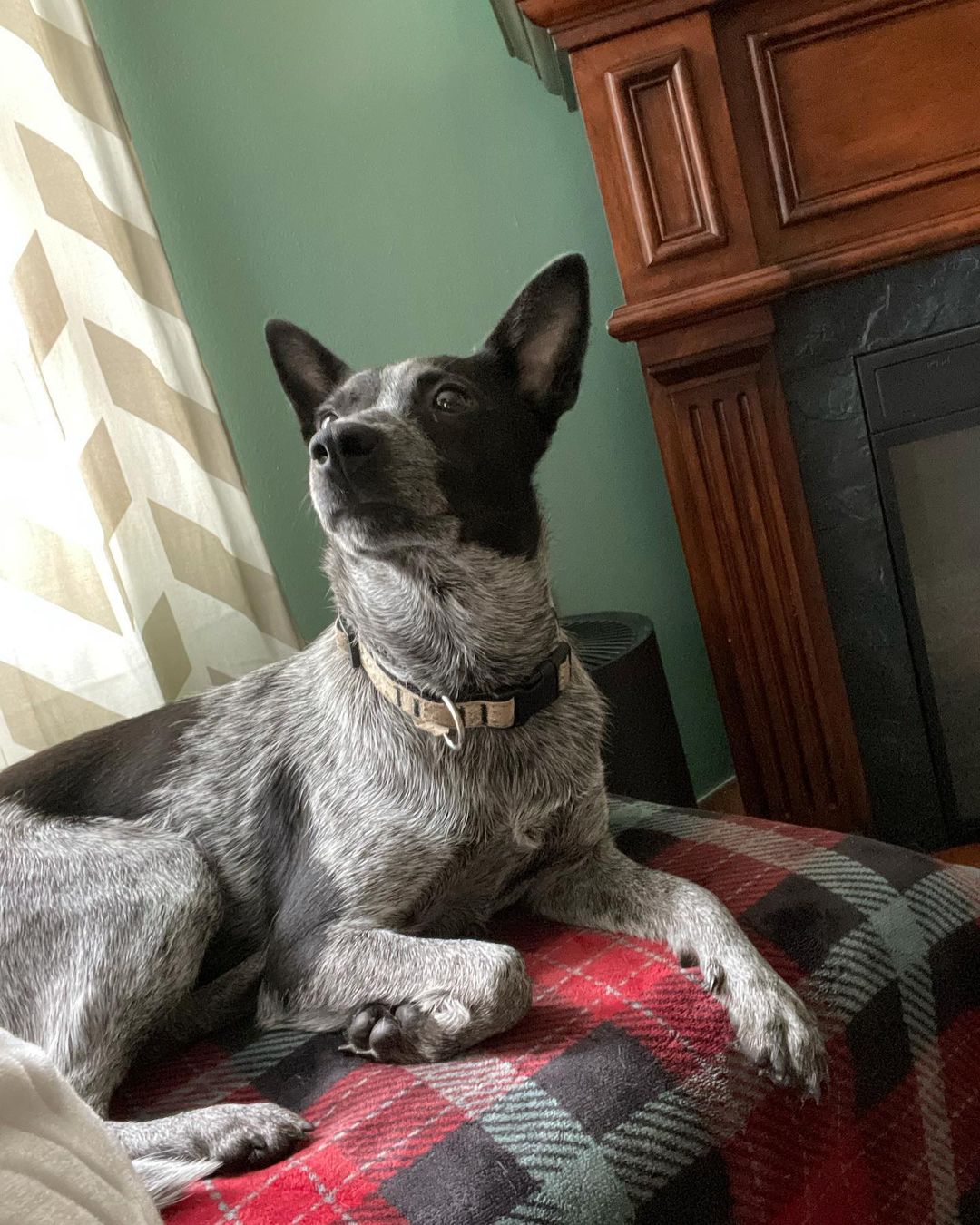 ADOPTED🤍. Meet Cleo, she is a 10 month old blue heeler, weighing only 24 pounds. She is looking for her people. Cleo is a very smart girl! She knows a few commands and excited to learn more. She has all the puppy energy but still wants to snuggle with you on the couch. She absolutely loves other dogs. Cleo is good around kids and has had experience with a cat. If you think I sound like the perfect fit please apply at www.oarwny.org if you are already pre-approved, email us at oarwny@gmail.com