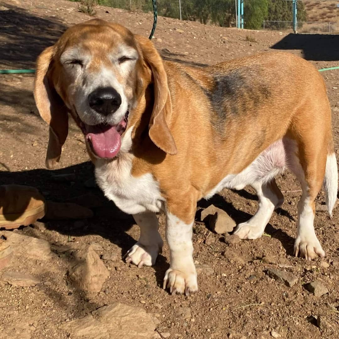 Please welcome 7 year old Hunter.  His humans had health tragedies and he ended up all alone in his back yard for a month! His story is a book itself! Thank you Dave & Leslie for getting him safe, bathed and snuggled. Thank you Bruce Garvin for transport! <a target='_blank' href='https://www.instagram.com/explore/tags/daphneyland/'>#daphneyland</a> <a target='_blank' href='https://www.instagram.com/explore/tags/bassethoundsofinstagram/'>#bassethoundsofinstagram</a> <a target='_blank' href='https://www.instagram.com/explore/tags/bassets/'>#bassets</a> <a target='_blank' href='https://www.instagram.com/explore/tags/nothingbetterthanabasset/'>#nothingbetterthanabasset</a> <a target='_blank' href='https://www.instagram.com/explore/tags/rescuedogsofinstagram/'>#rescuedogsofinstagram</a> <a target='_blank' href='https://www.instagram.com/explore/tags/heartthrob/'>#heartthrob</a> <a target='_blank' href='https://www.instagram.com/explore/tags/rescuelife/'>#rescuelife</a> <a target='_blank' href='https://www.instagram.com/explore/tags/adoptioneverafter/'>#adoptioneverafter</a>