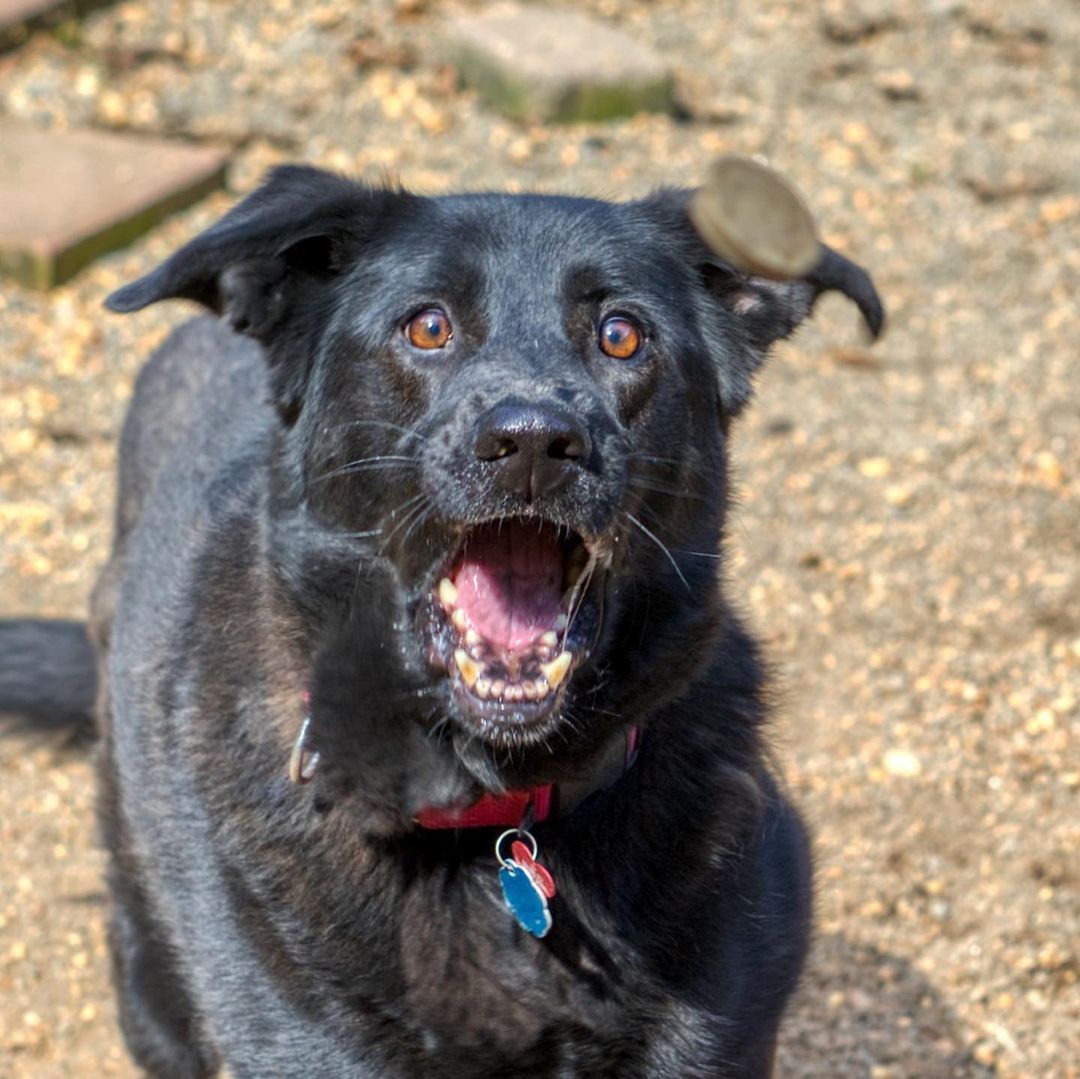 Gypsy is an intelligent 8 years old Shepherd/Lab mix girl. She would be great as a working dog. Her favorite game to play is fetch with a tennis ball or squeaky toy. Gypsy is loyal and sweet to her family and those who take care of her. She will stay by your side and sit at the bathroom door while you are brushing your teeth. She also gives the best doggie kisses.

Gypsy doesn't mind cats and will do better around dogs who are submissive and calm. She just wants to be a follower of the pack and looks to her people as the pack leader.

To adopt, please fill out an adoption application at https://www.threepawsrescue.org/adoption-application/

For information about adoption fee, please visit https://www.threepawsrescue.org/adoption-fees/

To learn about the adoption process, please visit https://www.threepawsrescue.org/adoption-process/

<a target='_blank' href='https://www.instagram.com/explore/tags/adoptdontshop/'>#adoptdontshop</a> <a target='_blank' href='https://www.instagram.com/explore/tags/adopt/'>#adopt</a> <a target='_blank' href='https://www.instagram.com/explore/tags/adoptme/'>#adoptme</a> <a target='_blank' href='https://www.instagram.com/explore/tags/fosteringsaveslives/'>#fosteringsaveslives</a> <a target='_blank' href='https://www.instagram.com/explore/tags/adoptadog/'>#adoptadog</a> <a target='_blank' href='https://www.instagram.com/explore/tags/adoptable/'>#adoptable</a> <a target='_blank' href='https://www.instagram.com/explore/tags/atlanta/'>#atlanta</a> <a target='_blank' href='https://www.instagram.com/explore/tags/atl/'>#atl</a> <a target='_blank' href='https://www.instagram.com/explore/tags/atldog/'>#atldog</a> <a target='_blank' href='https://www.instagram.com/explore/tags/rescuedog/'>#rescuedog</a> <a target='_blank' href='https://www.instagram.com/explore/tags/rescuedismyfavoritebreed/'>#rescuedismyfavoritebreed</a> <a target='_blank' href='https://www.instagram.com/explore/tags/rescuedogsofinstagram/'>#rescuedogsofinstagram</a> <a target='_blank' href='https://www.instagram.com/explore/tags/dogsofig/'>#dogsofig</a> <a target='_blank' href='https://www.instagram.com/explore/tags/dogsofinsta/'>#dogsofinsta</a> <a target='_blank' href='https://www.instagram.com/explore/tags/atlantadog/'>#atlantadog</a> <a target='_blank' href='https://www.instagram.com/explore/tags/dogsofatlanta/'>#dogsofatlanta</a> <a target='_blank' href='https://www.instagram.com/explore/tags/dogsofatl/'>#dogsofatl</a> <a target='_blank' href='https://www.instagram.com/explore/tags/atlantarescuedogs/'>#atlantarescuedogs</a> <a target='_blank' href='https://www.instagram.com/explore/tags/rescuedogsofatlanta/'>#rescuedogsofatlanta</a> <a target='_blank' href='https://www.instagram.com/explore/tags/threepawsrescue/'>#threepawsrescue</a>