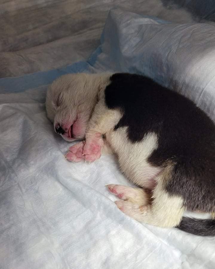 We need your prayers, positive vibes and all the fairy dust you can spare for the DQ Crew!! Misty, Blizzard, Dilly & Buster.

Monday evening we picked up 4 remaining 17 day old neonatal puppies from a mother who had passed during birth.  The smallest puppy (Misty) was touch and go but started eating well then quickly stopped wanting to eat, was lethargic and quickly passed away. This all happened within hours. 

Today the  black and white puppy (Blizzard) started acting the same and is at the emergency vet now. They have run tests, NO Parvo, but bloodwork showed she has some kind of infection.  She has started her treatment and we hoping for a positive turnaround in the next 24hrs. 

Dilly and Buster are still eating and gaining weight. We are monitoring them very closely and will provide an update on all of them if anything changes. 

This is obviously a considerable expense that we were not expecting.  Any donations would be greatly appreciated.  Blizzard is at AVS and will be staying the night.  We are looking at 1,200-$1,300 to cover her medical care. (Invoice in photos below) 

If you would like to donate even just a little we would greatly appreciate it… You can go to 
👉https://www.luckyk9.org/donations or send via PayPal by going to 
👉https://www.paypal.com/paypalme/luckyk9rescue

All donations are tax deductible Lucky K9 Rescue is a 501(c)3 (81-1939394) and licensed with the Missouri Department of Agriculture

We thank you in advance for your kindness and consideration!