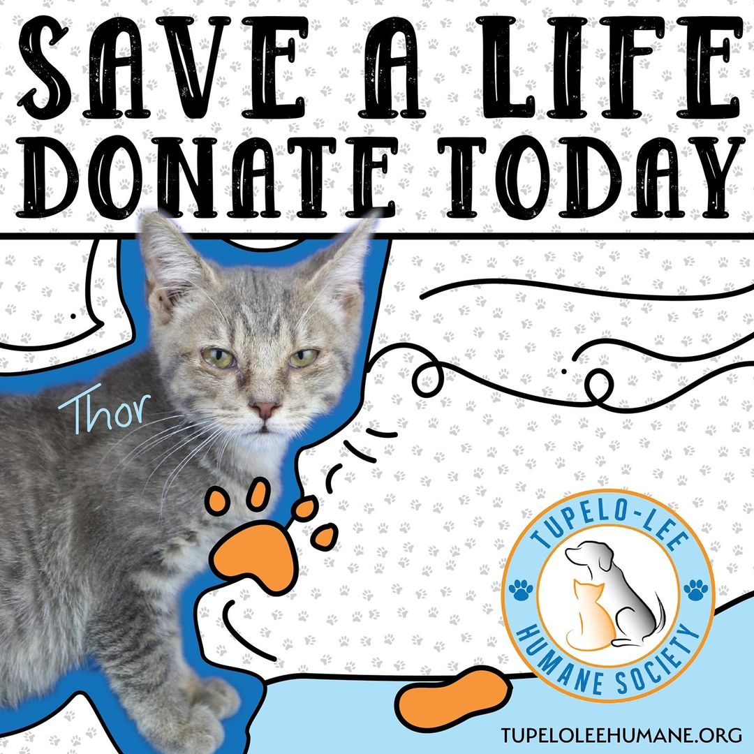 Did you know that your donations save the lives of our animals? Your donations cover vet bills and emergency expenses. They help us feed and care for our animals. If you would like to donate, visit our website in our bio.

If you would like to adopt Thor, visit our website.

<a target='_blank' href='https://www.instagram.com/explore/tags/TLHS/'>#TLHS</a> <a target='_blank' href='https://www.instagram.com/explore/tags/Adopt/'>#Adopt</a> <a target='_blank' href='https://www.instagram.com/explore/tags/Donate/'>#Donate</a> <a target='_blank' href='https://www.instagram.com/explore/tags/PawPartner/'>#PawPartner</a>