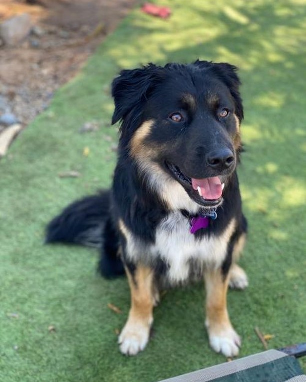 Kit is a wonderful Aussie shepherd mix. He is 2-2.5yrs and approximately 40 pounds and extremely sweet and eager to please once he is comfortable with you. He’s a little shy with new people and would do best in a home with another young fun dog that he likes. His best friends are Rambo and blossom on the site in case you’re looking for two. He does have a prey drive so please no rodents (as pets) as he will not be the right dog. 

An application must be done if you are interested in meeting this handsome boy. Just go to the link in our bio or to muttsinneed.org/adoption-application.html
.
.
.
.
.
<a target='_blank' href='https://www.instagram.com/explore/tags/muttsinneed/'>#muttsinneed</a> <a target='_blank' href='https://www.instagram.com/explore/tags/adoptdontshop/'>#adoptdontshop</a> <a target='_blank' href='https://www.instagram.com/explore/tags/muttsofinstagram/'>#muttsofinstagram</a> <a target='_blank' href='https://www.instagram.com/explore/tags/dogsoforangecounty/'>#dogsoforangecounty</a> <a target='_blank' href='https://www.instagram.com/explore/tags/dogsofnewportbeach/'>#dogsofnewportbeach</a> <a target='_blank' href='https://www.instagram.com/explore/tags/orangecountyca/'>#orangecountyca</a> <a target='_blank' href='https://www.instagram.com/explore/tags/newportbeach/'>#newportbeach</a> <a target='_blank' href='https://www.instagram.com/explore/tags/dogs/'>#dogs</a> <a target='_blank' href='https://www.instagram.com/explore/tags/dogsofcalifornia/'>#dogsofcalifornia</a> <a target='_blank' href='https://www.instagram.com/explore/tags/australianshepherd/'>#australianshepherd</a> <a target='_blank' href='https://www.instagram.com/explore/tags/aussieshepherd/'>#aussieshepherd</a> <a target='_blank' href='https://www.instagram.com/explore/tags/aussiemix/'>#aussiemix</a>