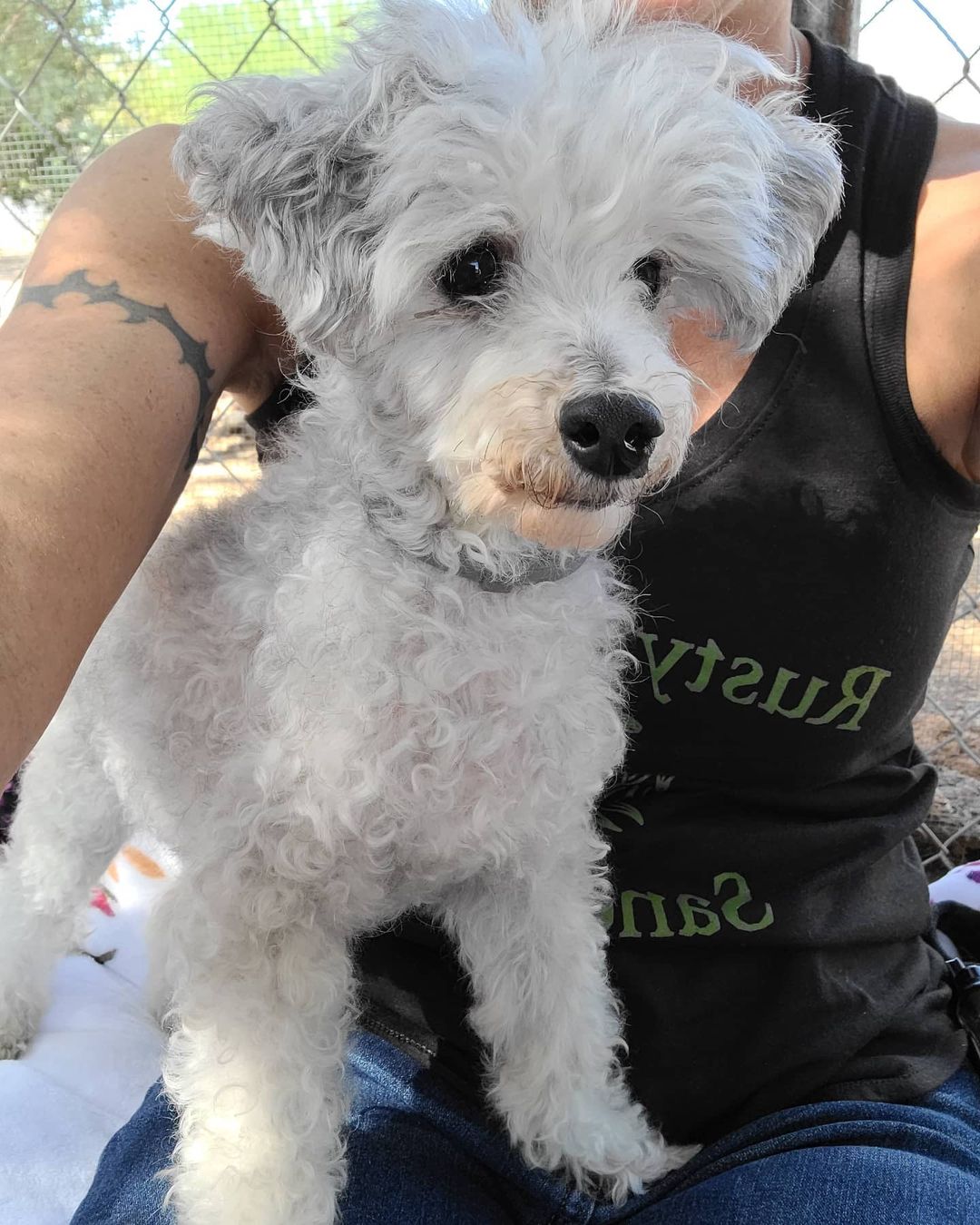 Today was a big day!!! Why you ask?!?! Because we rescued Rusty's Angel # 300!!!!! And let me tell you he's a cutie patootie!!!

This is 11-13 year old Manny. His story is sad and heartbreaking as his life, until now, was used for greed. He was owned by a breeder in Mesa. A year ago she sold him to a woman who thought she was buying a young poodle. The breeder lied and sold her a senior, debarked, unneutered dog with only 3 teeth.
Sadly with no experience owning dogs and especially no experience owning senior dogs she found herself in over her head. But thankfully she found us. 

Manny is amazing and once he is neutered he will be the perfect dog, literally! I mean just look at him!!!! 

We are confident we will have no trouble finding his perfect match that will give him the life he should have had all along. 
If your interested, get your adoption application in early because we know this handsome boy won't be here long. 

Welcome home Manny. This is where you start living your best life.

❤🐾❤

Adoption application:
https://docs.google.com/forms/d/e/1FAIpQLSel9SLUQQKsDiDZys98l63VIWHF66WkleWSelF5s1FXNyd1AQ/viewform