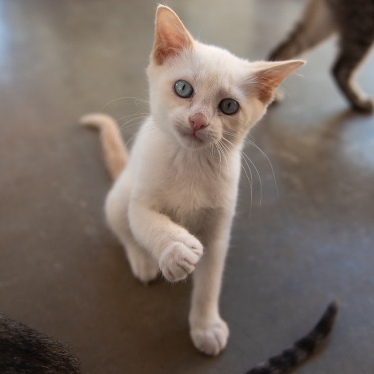 Looking for fun this weekend? Stop by Best Friends Salt Lake City to meet our adorable 💖adoptable kittens waiting for their forever homes! 

All kittens are spayed/neutered, up to date on vaccinations and microchipped. BONUS: Kittens are two for one because they do so well in pairs!😻😻

Visit us at 2005 S. 1100 E. in Salt Lake City or you can see who's available and fill out an adoption survey at utah.bestfriends.org/adopt (DM us for a link or click the link in our bio). 

The Best Friends Lifesaving Center in Salt Lake City does adoptions by appointment and at our center between 12-4pm Sunday and Monday and 12-6pm Tuesday through Saturday. If you are interested in adopting a specific pet, please complete our dog adoption survey or cat adoption survey to provide us information about your lifestyle and what you are looking for in a dog or cat. An adoption specialist will be in touch with you within 48 hours via phone or email to advise next steps. Thank you for your continued support of the animals in Utah. 

<a target='_blank' href='https://www.instagram.com/explore/tags/SaveThemAll/'>#SaveThemAll</a> <a target='_blank' href='https://www.instagram.com/explore/tags/BestFriendsAnimalSociety/'>#BestFriendsAnimalSociety</a> <a target='_blank' href='https://www.instagram.com/explore/tags/adoptdontshop/'>#adoptdontshop</a> <a target='_blank' href='https://www.instagram.com/explore/tags/Utah/'>#Utah</a> <a target='_blank' href='https://www.instagram.com/explore/tags/SLC/'>#SLC</a> <a target='_blank' href='https://www.instagram.com/explore/tags/SaltLakeCity/'>#SaltLakeCity</a> <a target='_blank' href='https://www.instagram.com/explore/tags/BestFriendsUtah/'>#BestFriendsUtah</a> <a target='_blank' href='https://www.instagram.com/explore/tags/NKUT/'>#NKUT</a> <a target='_blank' href='https://www.instagram.com/explore/tags/BestFriendsSLC/'>#BestFriendsSLC</a> <a target='_blank' href='https://www.instagram.com/explore/tags/kittenadoption/'>#kittenadoption</a> <a target='_blank' href='https://www.instagram.com/explore/tags/NKUT/'>#NKUT</a>