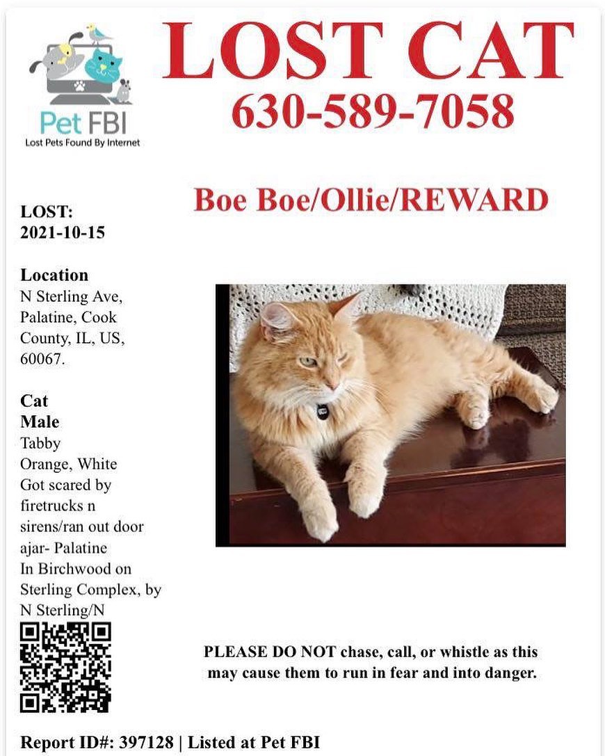 LOST CAT - on 10/15 from N Sterling in Palatine. Orange and white male tabby. Please see attached flyer with further information and contact number. Thank you in advance.