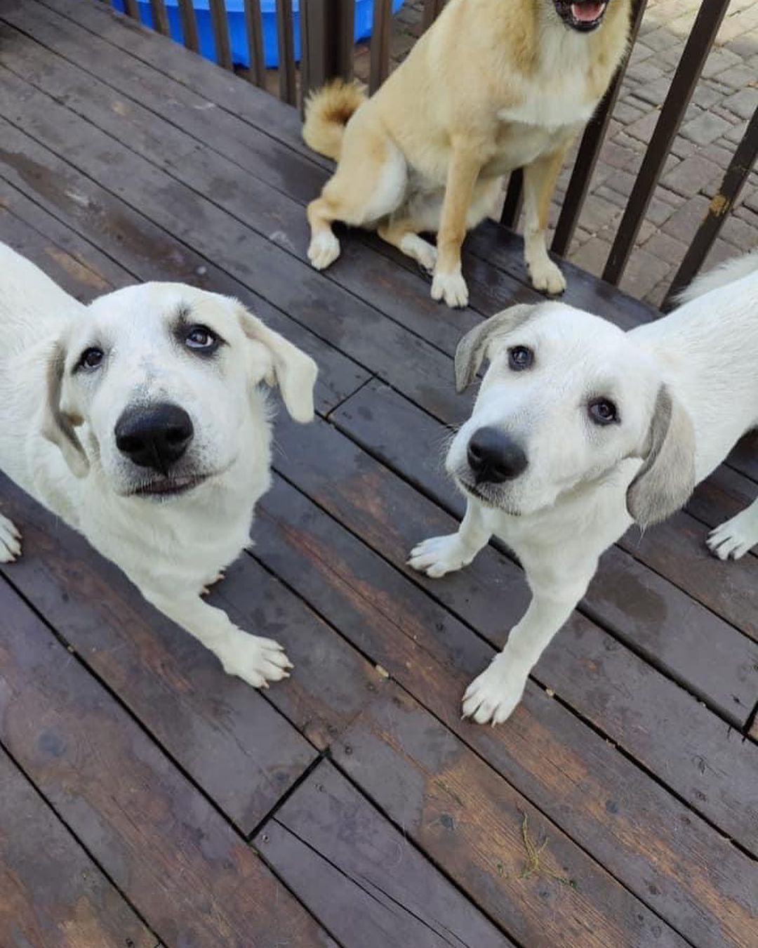 Millie came into rescue with her sister Maggie. The girls were surrendered to us by their owner who had back surgery and could no longer care for them. They had mostly been outside pups when they came to us, but are now enjoying the comforts of indoors. 

We think Millie is a Great Pyrenees mixed with Hound and maybe some Great Dane. Millie is super sweet and pretty independent. She enjoys being where you are, but isn’t needy and can keep herself occupied. Millie isn’t a cuddler yet, but she really likes being petted. Even though she’s on the shy side, she does well when meeting people and enjoys the attention. Millie is braver than her sister and is the first to explore and check out new things. And she is not shy about her bark! Millie loves to wrestle and play with other pups and would love a canine friend to play with in her Furever home. She is also cat friendly. Millie enjoys being outside especially if you are outside with her. She also likes playing in the wading pool. When Millie's ready to relax or nap, her crate is her safe place and she chooses to lay in it. Millie will sit for treats and is doing well with house training and leash training. 

Millie has a short coat and at 4 1/2 months old weighs 41 lbs. Millie is up to date on vaccines, up to date on heartworm and flea/tick preventatives, and microchipped. Our puppies are adopted on a spay/neuter contract with adopter promising to spay/neuter at a later date and must show proof at that time. Apply for Millie here https://www.gprescue.com/current-adoptables

Adoption requirements:
You must have a secure and visible fence, pass a home check and a vet check with at least a two year, excellent vet history. Millie can be adopted in Missouri, Illinois, Iowa, Wisconsin, Minnesota, and Indiana. 
*Being fostered in Reynolds, IL*
www.gprescue.com
🐾
<a target='_blank' href='https://www.instagram.com/explore/tags/greatPyrenees/'>#greatPyrenees</a> <a target='_blank' href='https://www.instagram.com/explore/tags/greatpyreneesofthehour/'>#greatpyreneesofthehour</a> <a target='_blank' href='https://www.instagram.com/explore/tags/greatpyreneesoftheday/'>#greatpyreneesoftheday</a> <a target='_blank' href='https://www.instagram.com/explore/tags/greatpyreneesfeature/'>#greatpyreneesfeature</a> <a target='_blank' href='https://www.instagram.com/explore/tags/greatpyrfeature/'>#greatpyrfeature</a> <a target='_blank' href='https://www.instagram.com/explore/tags/dogstagram/'>#dogstagram</a> <a target='_blank' href='https://www.instagram.com/explore/tags/dogoftheday/'>#dogoftheday</a> <a target='_blank' href='https://www.instagram.com/explore/tags/dogsofinsta/'>#dogsofinsta</a> <a target='_blank' href='https://www.instagram.com/explore/tags/petsofinstagram/'>#petsofinstagram</a> <a target='_blank' href='https://www.instagram.com/explore/tags/petstagram/'>#petstagram</a> <a target='_blank' href='https://www.instagram.com/explore/tags/polarbeardog/'>#polarbeardog</a> <a target='_blank' href='https://www.instagram.com/explore/tags/giantdogsofinstagram/'>#giantdogsofinstagram</a> <a target='_blank' href='https://www.instagram.com/explore/tags/giantbreedlovers/'>#giantbreedlovers</a> <a target='_blank' href='https://www.instagram.com/explore/tags/adoptdontshop/'>#adoptdontshop</a> <a target='_blank' href='https://www.instagram.com/explore/tags/dogsofmo/'>#dogsofmo</a> <a target='_blank' href='https://www.instagram.com/explore/tags/adopt/'>#adopt</a> <a target='_blank' href='https://www.instagram.com/explore/tags/foster/'>#foster</a> <a target='_blank' href='https://www.instagram.com/explore/tags/greatpyreneesrescueofmissouri/'>#greatpyreneesrescueofmissouri</a> <a target='_blank' href='https://www.instagram.com/explore/tags/greatpyreneesrescueofmo/'>#greatpyreneesrescueofmo</a>