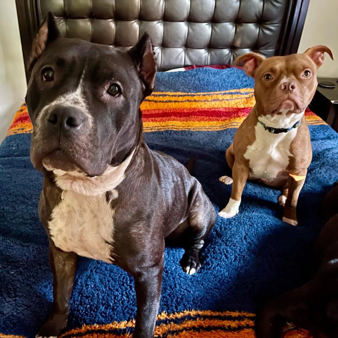 Adoptable Sasha( black) and Sookie(tan) with their big foster brother Brody, Furkid alum, who is never interested in pictures.