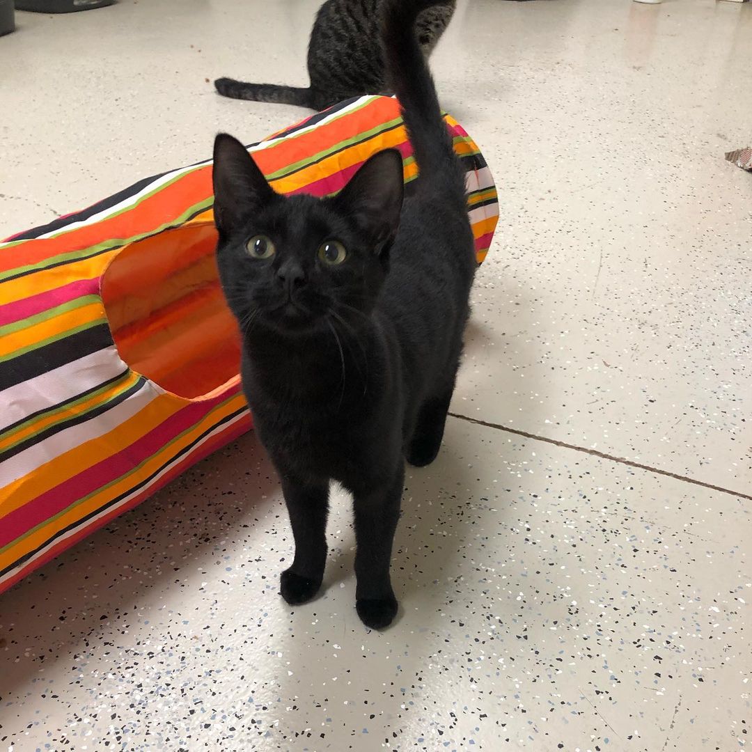 Little miss Velvet would love to come home with you! She’s about 7 months old and as sweet as can be. She’s a curious girl who gets along well with other cats. Please complete our adoption application at roxiesplace.petfinder.com to give her a home!