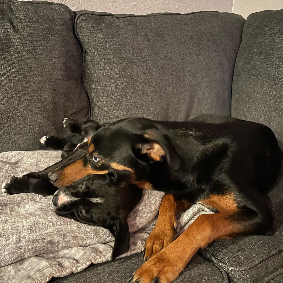 Puppy update! 🐶🐶

They are all doing great at their new foster homes and will be ready to finalise their adoptions in a few weeks. Here’s a couple of pics of Omaha with her foster brother who seems to have taken quite a shine to her 😍😍

<a target='_blank' href='https://www.instagram.com/explore/tags/puppy/'>#puppy</a> <a target='_blank' href='https://www.instagram.com/explore/tags/puppiesofinstagram/'>#puppiesofinstagram</a> <a target='_blank' href='https://www.instagram.com/explore/tags/puppylove/'>#puppylove</a> <a target='_blank' href='https://www.instagram.com/explore/tags/fostersiblings/'>#fostersiblings</a> <a target='_blank' href='https://www.instagram.com/explore/tags/adoptdontshop/'>#adoptdontshop</a> <a target='_blank' href='https://www.instagram.com/explore/tags/sleepingdog/'>#sleepingdog</a> <a target='_blank' href='https://www.instagram.com/explore/tags/adoptdontshop/'>#adoptdontshop</a> <a target='_blank' href='https://www.instagram.com/explore/tags/fosteringsaveslives/'>#fosteringsaveslives</a>