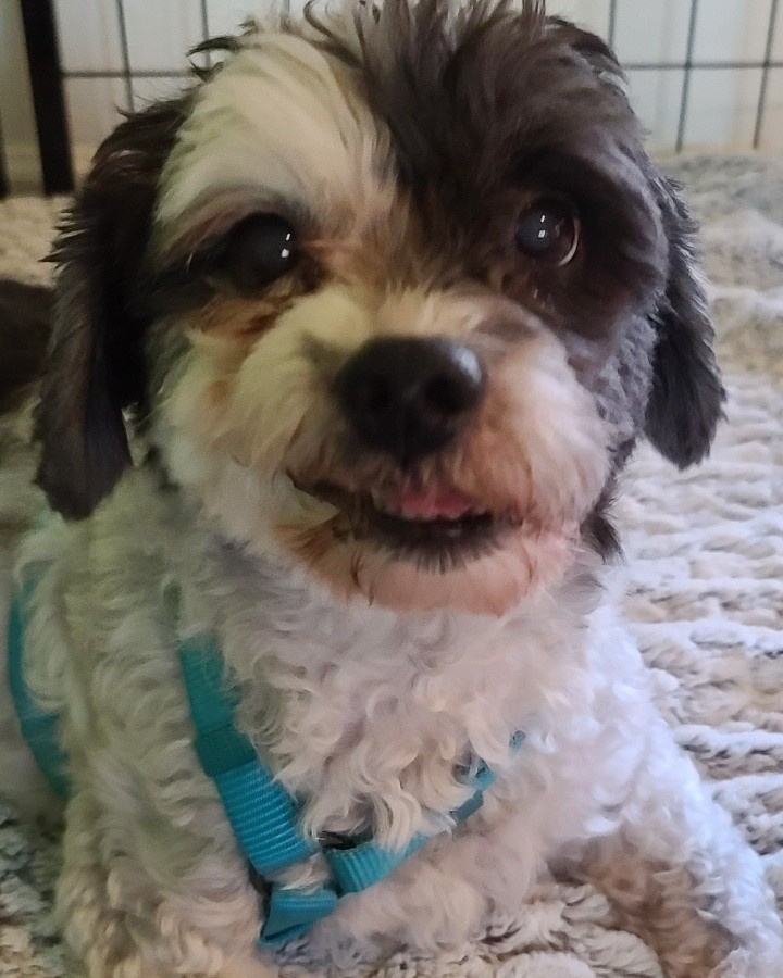 This handsome devil is Pepper. He is a 12 year old Poodle/Shihtzu mix. His story starts off with a husband and wife who got divorced and lost their home. So Pepper was sent to live with the husband's mother while he figured out his next steps in his own life. 

Sadly he found out that his sister's boyfriend, who was also living with the mother and sister, was abusing poor Pepper. The police were called, the man was arrested and Pepper came to live with his Daddy again. This time though there were also cats in the home. Pepper likes to chase cats. Over the last month he had chased off all of the new girlfriends cats. Unfortunately all came back home except for one. We hope now that Pepper is out of the home the last cat will feel safe enough to return. 

With all this being said it was a heartbreaking decision for this family to first give Pepper up, then save him from abuse, to then have to surrender him again because of the cats. I keep reassuring them they did what was best for all involved. And now we've got Peppers back 100%. 

Once we take care of his medical this sweet, smart and very handsome boy will be looking for a cat free home to spend the rest of his life in. 

Until then welcome home Pepper welcome home. You are our Rusty's Angel # 301! He and Manny are already BFF's ❤🐾❤