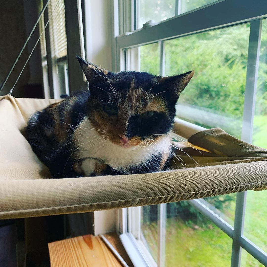 Yippee 🥳 Tuesday got adopted today. She was one of our most shy ☺️ cats here but her new human doesn’t mind. Her human has always adopted the shy and less likely to be adopted. We are so happy for Tuesday and her new forever home. <a target='_blank' href='https://www.instagram.com/explore/tags/adoption/'>#adoption</a> <a target='_blank' href='https://www.instagram.com/explore/tags/adoptdontshop/'>#adoptdontshop</a> <a target='_blank' href='https://www.instagram.com/explore/tags/loveandpurrssanctuary/'>#loveandpurrssanctuary</a> <a target='_blank' href='https://www.instagram.com/explore/tags/shykitty/'>#shykitty</a> <a target='_blank' href='https://www.instagram.com/explore/tags/rescuecat/'>#rescuecat</a> <a target='_blank' href='https://www.instagram.com/explore/tags/spayandneuter/'>#spayandneuter</a>