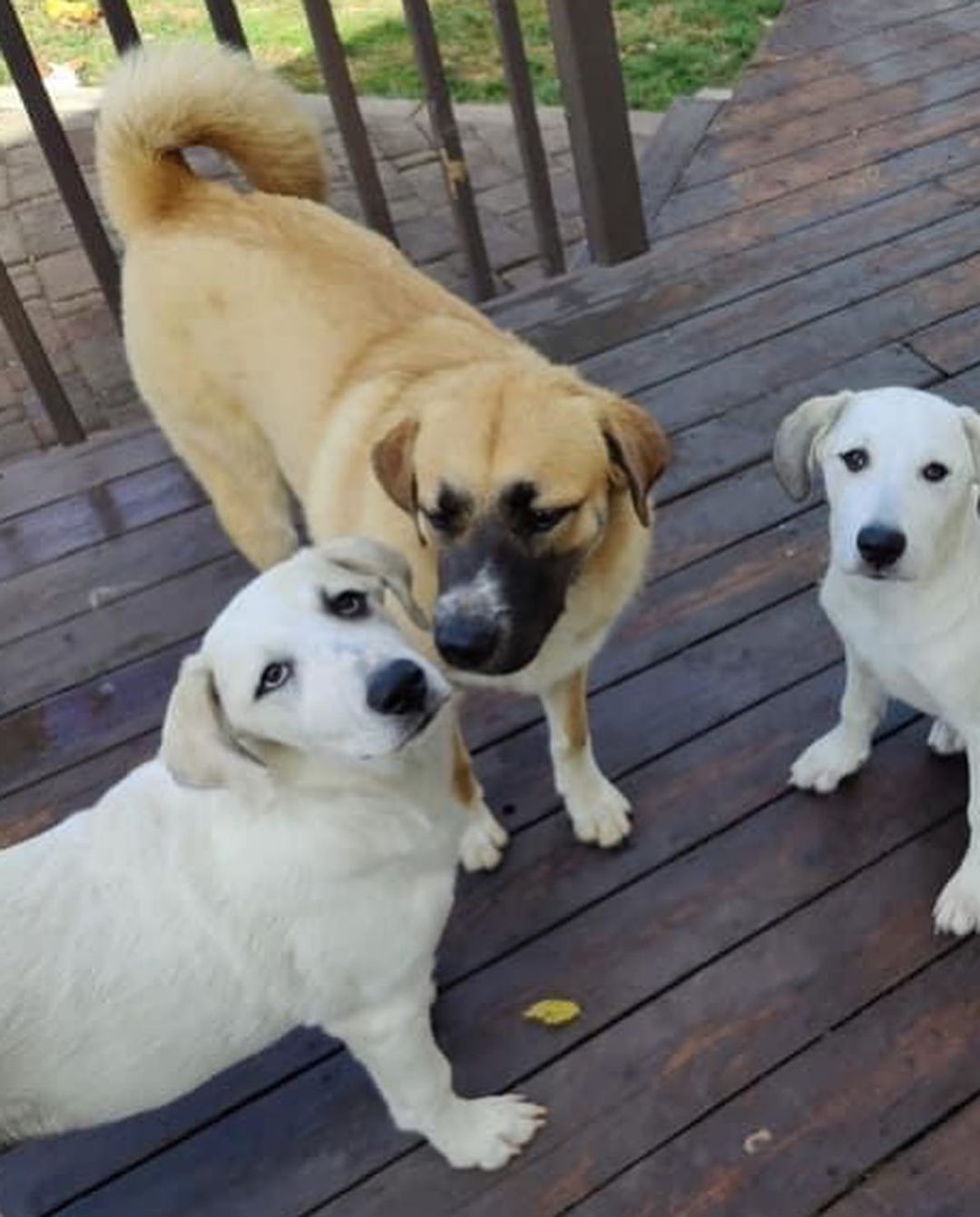 Maggie came into rescue with her sister Millie. The girls were surrendered to us by their owner who had back surgery and could no longer care for them. They had mostly been outside pups, but now they are enjoying the comforts of indoors. 

We think Maggie is a Great Pyrenees mixed with maybe Hound and Anatolian Shepherd. Maggie is sweet and pretty independent. She enjoys being where you are, but isn’t needy and can keep herself occupied with a crinkle toy or two. Maggie isn’t a cuddler, but really likes being petted. Maggie is more shy than her sister, however she does well when meeting people and enjoys the attention. At home, Maggie is a big talker and is not shy about her bark! Maggie loves to wrestle and play with the all the dogs in her foster home and requires a canine friend to play with in her Furever home. She is also cat friendly. Maggie enjoys being outside especially if you are outside with her. She also likes playing in the hose and digging in the yard 🤪 When Maggie’s ready for some down time or a nap, her crate is her safe place and she chooses to lay in it. Maggie is treat motivated and will sit for treats. She’s doing great with house training and we are working on leash training. New noises still startle her so we are helping her to slowly get used to new sights and sounds. 

Maggie has a short coat and at 4 1/2 months old weighs 46 lbs. Maggie is up to date on vaccines, up to date on heartworm and flea/tick preventatives, and microchipped. Our puppies are adopted on a spay/neuter contract with adopter promising to spay/neuter at a later date and must show proof at that time.

Adoption requirements:
You must have a secure and visible fence, pass a home check and a vet check with at least a two year, excellent vet history. Maggie can be adopted in Missouri, Illinois, Iowa, Wisconsin, Minnesota, and Indiana. 
*Being fostered in Reynolds, IL*
www.gprescue.com
🐾 
<a target='_blank' href='https://www.instagram.com/explore/tags/greatPyrenees/'>#greatPyrenees</a> <a target='_blank' href='https://www.instagram.com/explore/tags/greatpyreneesofthehour/'>#greatpyreneesofthehour</a> <a target='_blank' href='https://www.instagram.com/explore/tags/greatpyreneesoftheday/'>#greatpyreneesoftheday</a> <a target='_blank' href='https://www.instagram.com/explore/tags/greatpyreneesfeature/'>#greatpyreneesfeature</a> <a target='_blank' href='https://www.instagram.com/explore/tags/greatpyrfeature/'>#greatpyrfeature</a> <a target='_blank' href='https://www.instagram.com/explore/tags/dogstagram/'>#dogstagram</a> <a target='_blank' href='https://www.instagram.com/explore/tags/dogoftheday/'>#dogoftheday</a> <a target='_blank' href='https://www.instagram.com/explore/tags/polarbeardog/'>#polarbeardog</a> <a target='_blank' href='https://www.instagram.com/explore/tags/adoptdontshop/'>#adoptdontshop</a> <a target='_blank' href='https://www.instagram.com/explore/tags/dogsofmo/'>#dogsofmo</a> <a target='_blank' href='https://www.instagram.com/explore/tags/adopt/'>#adopt</a> <a target='_blank' href='https://www.instagram.com/explore/tags/foster/'>#foster</a> <a target='_blank' href='https://www.instagram.com/explore/tags/greatpyreneesrescueofmissouri/'>#greatpyreneesrescueofmissouri</a> <a target='_blank' href='https://www.instagram.com/explore/tags/greatpyreneesrescueofmo/'>#greatpyreneesrescueofmo</a>