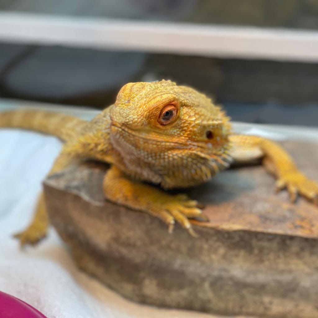 Today is National Reptile Awareness Day! In honor of this we wanted to ensure you were all aware of Imagination, our female Bearded Dragon who is currently looking for her forever home! She’s about 5 years old and hoping you might be the one to bring her home! Visit our site to apply to adopt her today!