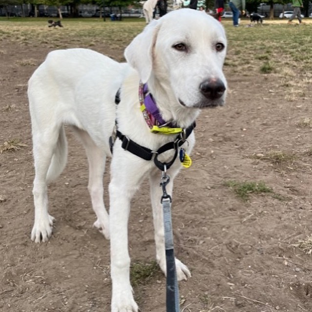 MEET MONA💜

This 1 year old Great Pyrenees is basically the perfect pal. If you want a snuggle buddy and a take everywhere kind of pup - she’s your gal!!

From her madly-in-love foster dad:
“Mona is just the sweetest girl I’ve ever fostered.  She loves attention and saying hi to everyone she walks by.  She has a very curious demeanor - checks out every new sight and sound.  She loves to just rest her head in your lap or on your shoulder to get pet. 

She’s still a little nervous about to her new surroundings in New York City.  She just moves a little slowly and needs encouragement across streets and up and down stairs.  But she’s learning and adapting very quickly and will be perfect for any environment in no time. She is great around my little dog Moe and is very patient with other dogs at the park. 

If she doesn’t win you over with her calm demeanor, it will be with every new look she gives and accomplishment she makes. 

I really cannot say enough about her.  I love her so much.”

INTERESTED IN ADOPTING?
To adopt Mona, apply on our website www.truenorthrescue.org/adopt and email adopt.truenorthrescue@gmail.com to follow up on your application.