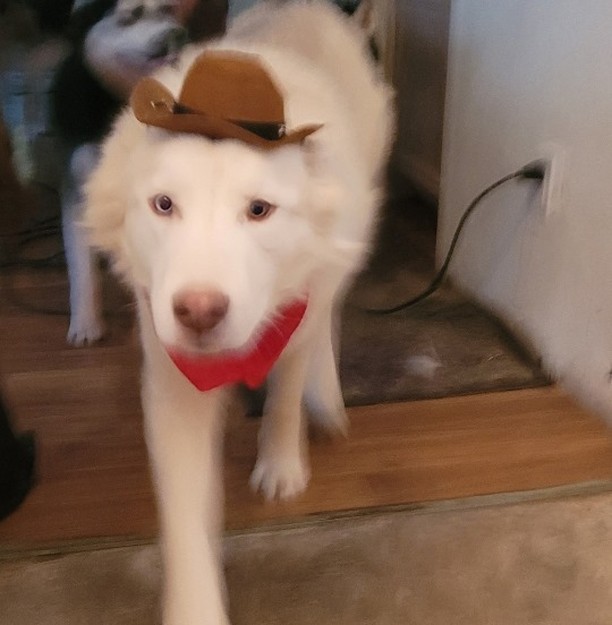 🕸🖤🎃👻 SPOOKY PUP OF THE DAY 👻🎃🖤🕸

Sirius came to us from a high kill shelter in Clovis, NM - he is estimated 2-3yrs old and is a white Siberian Husky mix, assumed with Great Pyrenees given his size and body structure - he is a very big boy, and is dressed up as a cowboy for Halloween!

He is very friendly with humans and does best with other dogs that are female – he has no issues at all with female dogs and is relaxed and calm around them. He can be selective with other males - some no issue and some he has been a little grumbly. He loves people so much and is grateful for all the attention he can get! He can also be an escape artist when he is in a new situation and is not given enough attention.

His fosters have worked with him on some basic manners. He does have some resource guarding with food and water - nothing major and with consistent reinforcement and training would not be a major issue. We do recommend he be fed separately until settled and slow transition attempted with an adopter.

If you'd like to give this cowboy a forever home, please let us know! Sirius is more than ready :) 

<a target='_blank' href='https://www.instagram.com/explore/tags/husky/'>#husky</a> <a target='_blank' href='https://www.instagram.com/explore/tags/huskymix/'>#huskymix</a> <a target='_blank' href='https://www.instagram.com/explore/tags/greatpyrenees/'>#greatpyrenees</a> <a target='_blank' href='https://www.instagram.com/explore/tags/pyrenees/'>#pyrenees</a> <a target='_blank' href='https://www.instagram.com/explore/tags/greatpyreneesmix/'>#greatpyreneesmix</a> <a target='_blank' href='https://www.instagram.com/explore/tags/siberianhusky/'>#siberianhusky</a> <a target='_blank' href='https://www.instagram.com/explore/tags/rescue/'>#rescue</a> <a target='_blank' href='https://www.instagram.com/explore/tags/azhusky/'>#azhusky</a> <a target='_blank' href='https://www.instagram.com/explore/tags/azhuskyrescue/'>#azhuskyrescue</a> <a target='_blank' href='https://www.instagram.com/explore/tags/huskyrescue/'>#huskyrescue</a> <a target='_blank' href='https://www.instagram.com/explore/tags/adoptdontshop/'>#adoptdontshop</a> <a target='_blank' href='https://www.instagram.com/explore/tags/rescuehusky/'>#rescuehusky</a> <a target='_blank' href='https://www.instagram.com/explore/tags/huskyrescue/'>#huskyrescue</a> <a target='_blank' href='https://www.instagram.com/explore/tags/cowboy/'>#cowboy</a> <a target='_blank' href='https://www.instagram.com/explore/tags/halloween/'>#halloween</a> <a target='_blank' href='https://www.instagram.com/explore/tags/trickortreat/'>#trickortreat</a> <a target='_blank' href='https://www.instagram.com/explore/tags/adoptahusky/'>#adoptahusky</a>
