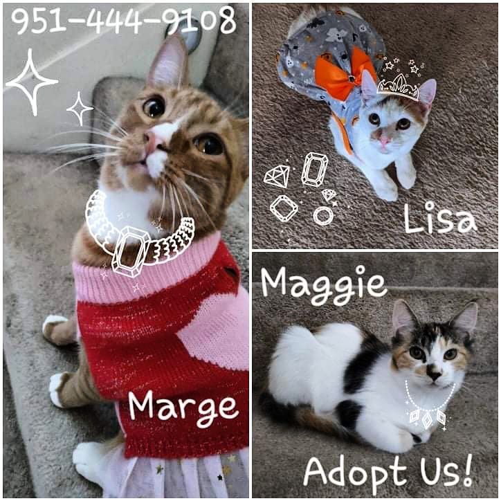 These cuties are so ready to get a forever home. Mama is Marge but she’s a young rare orange female tabby. She loves dressing up and sleeping on skateboards. Lisa and Maggie love to play all day long. Please share let’s get them homes! 🥰🥰 <a target='_blank' href='https://www.instagram.com/explore/tags/adoptdontshop/'>#adoptdontshop</a>