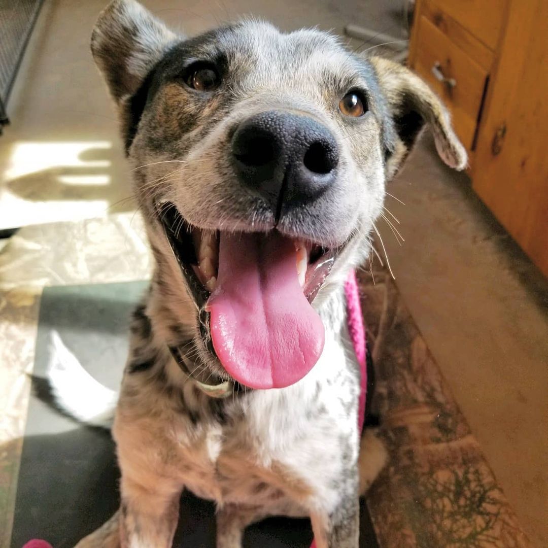 Jerry was neutered yesterday which means he is one step closer to being ready for adoption! He can be shy with new people but warms up quick! He's dog friendly and is a very smart boy.