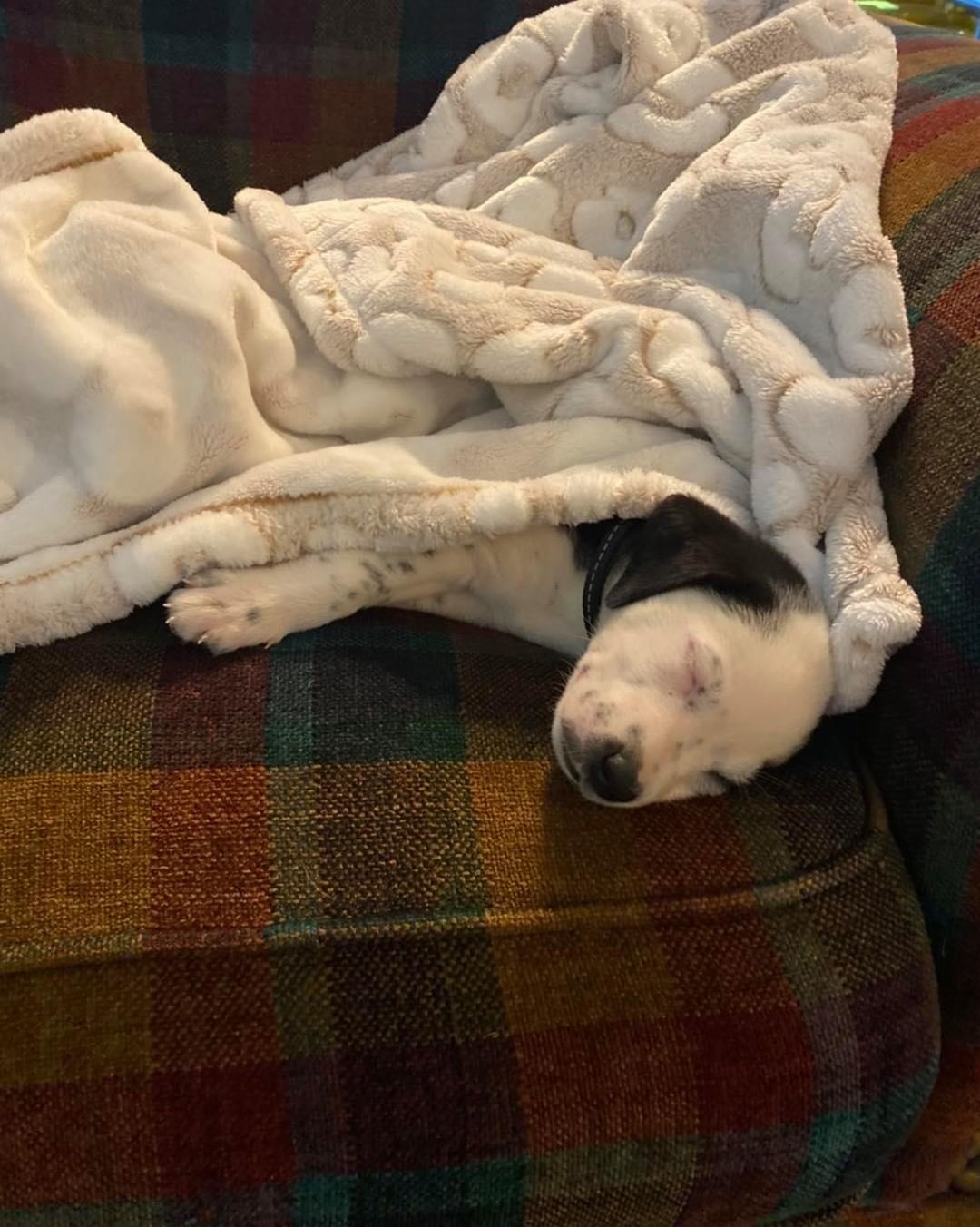 We’ve still got one of these cuties left. And we honestly have NO idea how. Otis is an 8 week old collie mix. We’re not 100% sure on his breed, but think he’ll be medium sized (50-60 pounds) and probably pretty active and playful! Otis is cuddly, curious, and playful- all the things a puppy should be! He’s working on house training and is a wonderful puppy by all accounts! We do require an approved app on file to meet this cutie, so please head to our website and complete one!