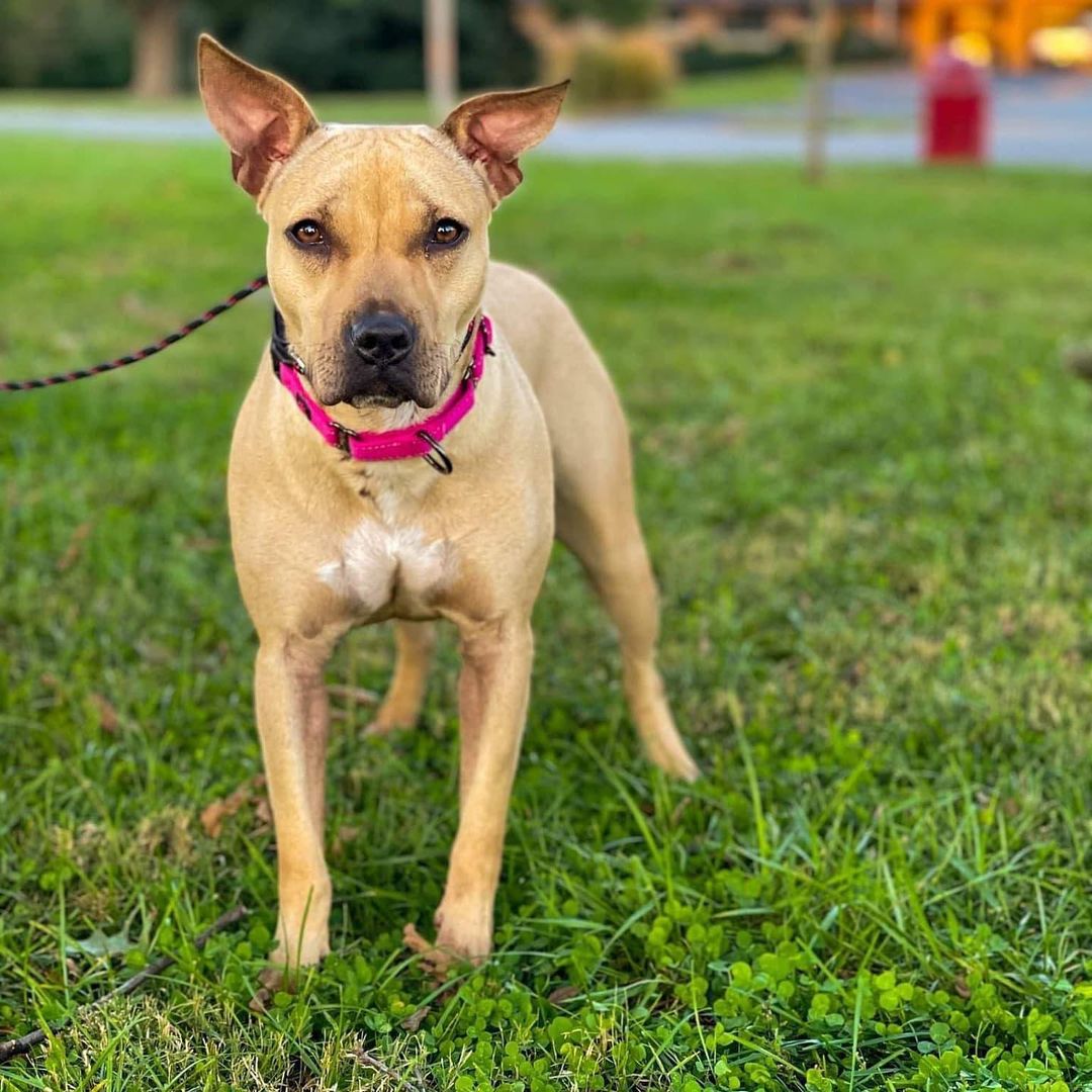 Happy $5 Friday! 

Each week, we choose one animal to raise money for. If each person that likes our page donated just $5, we could raise life changing money for our shelter!

This week’s spotlight is Miss Piggy, who you may have seen earlier this week!

Miss Piggy was pulled from a local animal control, on her LAST day before euthanasia. She did not thrive well in a shelter environment, and only bonded with one person. She was very fearful, which lead to no one wanting to adopt her or pull her for rescue. 

Our wonderful trainer, Ashten, at Ideal Companion Dog Training LLC stepped up and decided to foster this sweet girl and work on her basic training. She has already flourished so much out of the shelter, and will be looking for her forever home! 

Can you donate today to help us get Miss Piggy the training, care, and supplies she needs? All donations are tax deductible, and directly benefit the animals. 

Commenting, sharing, and liking our posts helps us reach a wider audience! We thank you all for you continued support as always. We couldn’t do this without you 🐾 Donations can also be made online at www.centraliahumanesocietyil.org/donate.