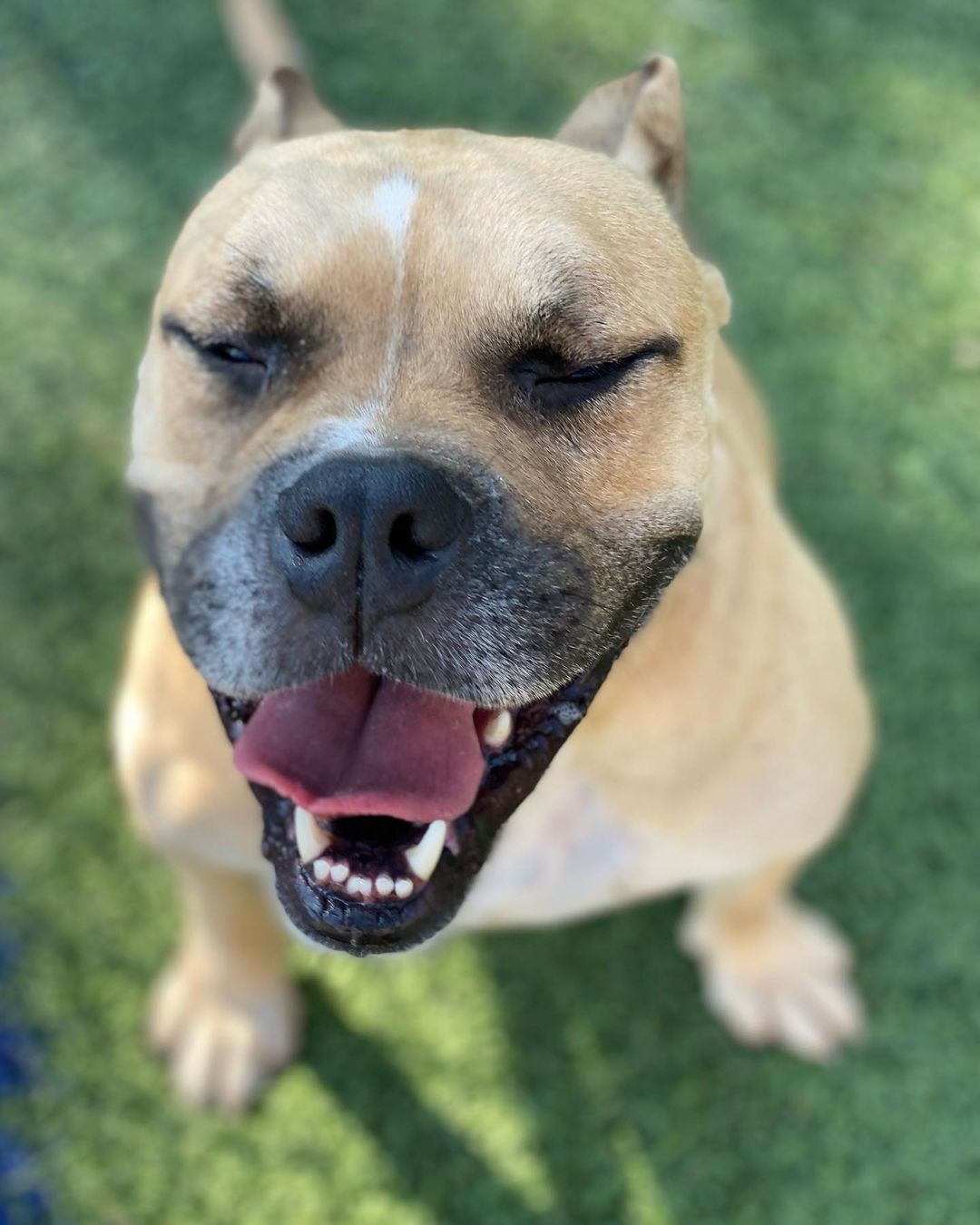 JAX!!! He’s waiting for his human! Jax is 4-5 years old! Super laid back! Learning his commands! Good with kids! He would like a comfy bed and loving heart soon. PLEASE SHARE JAX ❤️🐾