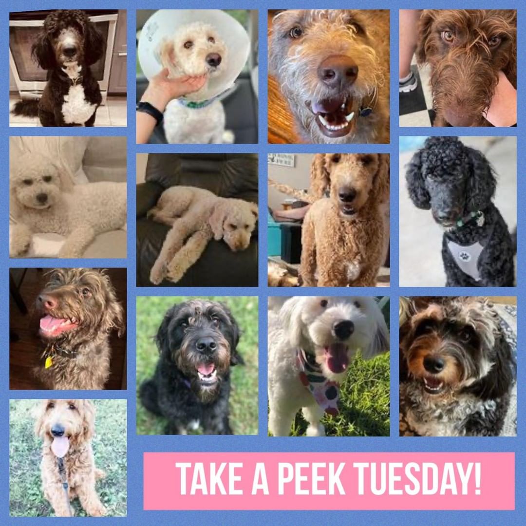 We have a TAKE A PEEK TUESDAY coming at you this afternoon! We have oodles of Doodles coming your way! All different sizes, colors, and located all across our country! ❤️🧡💛💚💙💜

Over the next couple of weeks you will be learning more about all these sweet souls as we learn more about them and individually post them on Petfinder, Facebook, and Instagram. Make sure you are following along to learn more.

Starting from the TOP LEFT and moving right across each row, we have:
Baxter-MI (now available!)
Bunny-TX
Max-TX
Sam-TN (now available!)
Charlie-TX (now available!)
Rogue-CA
Dash-MO
Ollie-TX
Charley-TX
Dougie-TX (now available!)
Pie-FL (now available!)
Luna-PA
Calvin-OH (now available!)

All dogs are being vetted and evaluated while in their foster homes to determine the best type of homes for their future success. After these initials evaluations are complete they will be listed for adoption. Thank you in advance for your patience! 

🛑✋🏼Not available for adoption yet! Please NO early applications. They will not be accepted or considered. It’s important to know about the dog, their requirements, etc. before applying. Keep an eye on our page and turn on Petfinder alerts to not miss any of our available dogs: click the link in our bio > View our Pets > Save Search. The listings will also be posted here and www.idogrescue.com and our Instagram page.