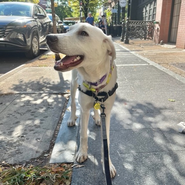 MEET MONA💜

This 1 year old Great Pyrenees is basically the perfect pal. If you want a snuggle buddy and a take everywhere kind of pup - she’s your gal!!

From her madly-in-love foster dad:
“Mona is just the sweetest girl I’ve ever fostered.  She loves attention and saying hi to everyone she walks by.  She has a very curious demeanor - checks out every new sight and sound.  She loves to just rest her head in your lap or on your shoulder to get pet. 

She’s still a little nervous about to her new surroundings in New York City.  She just moves a little slowly and needs encouragement across streets and up and down stairs.  But she’s learning and adapting very quickly and will be perfect for any environment in no time. She is great around my little dog Moe and is very patient with other dogs at the park. 

If she doesn’t win you over with her calm demeanor, it will be with every new look she gives and accomplishment she makes. 

I really cannot say enough about her.  I love her so much.”

INTERESTED IN ADOPTING?
To adopt Mona, apply on our website www.truenorthrescue.org/adopt and email adopt.truenorthrescue@gmail.com to follow up on your application.