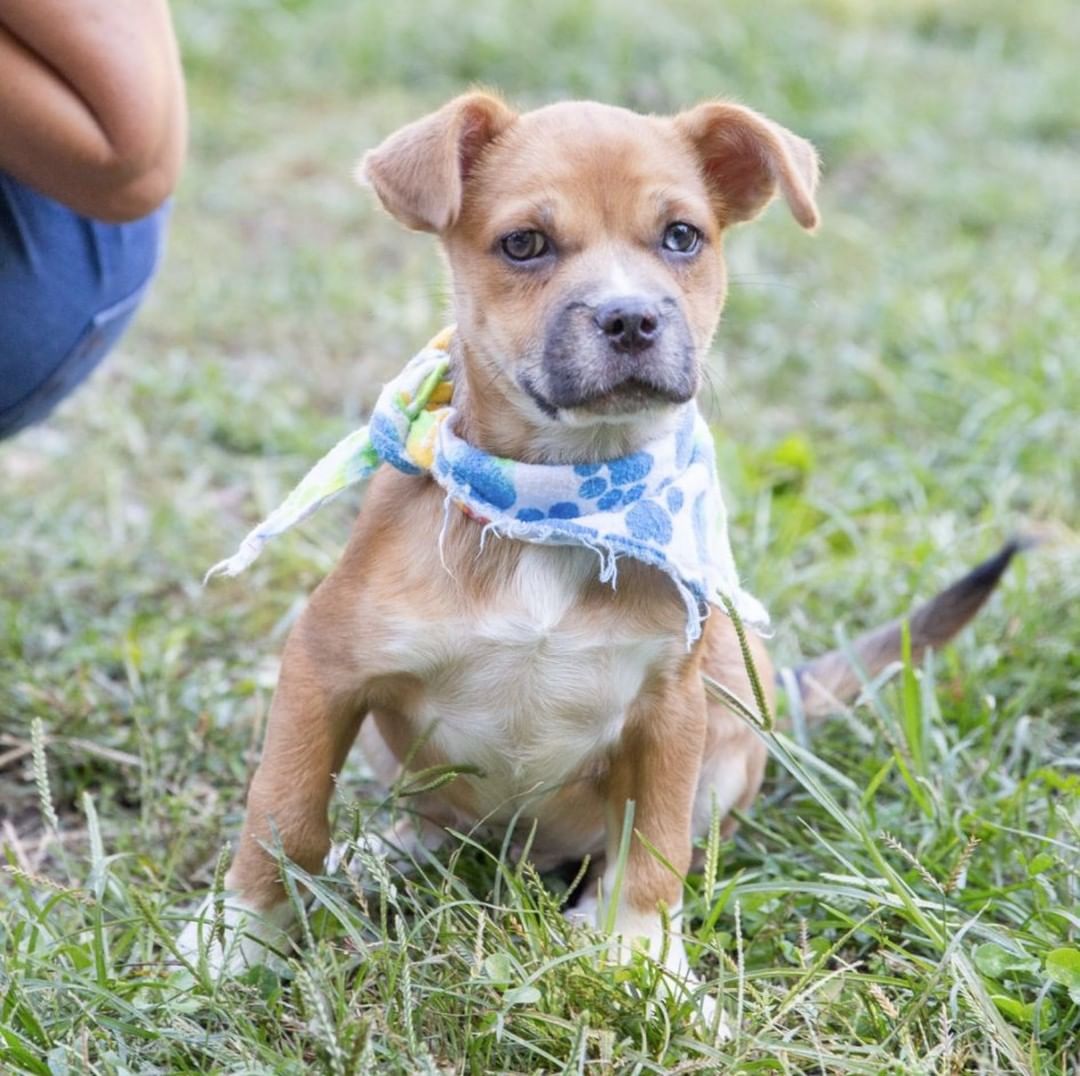 Meet Perry! 😍

Perry is a 3 month old Border Terrier mix, weighs 15lbs, is very friendly, and is THE cutest puppy! Such a sweetie too! 

*For more information about our adoption process and an adoption application, please visit greenmorerescue.org. 
.
.
<a target='_blank' href='https://www.instagram.com/explore/tags/petsofinstagram/'>#petsofinstagram</a> <a target='_blank' href='https://www.instagram.com/explore/tags/dogslife/'>#dogslife</a> <a target='_blank' href='https://www.instagram.com/explore/tags/dogmom/'>#dogmom</a> <a target='_blank' href='https://www.instagram.com/explore/tags/instagram/'>#instagram</a> <a target='_blank' href='https://www.instagram.com/explore/tags/cutedogs/'>#cutedogs</a> <a target='_blank' href='https://www.instagram.com/explore/tags/shelterdog/'>#shelterdog</a> <a target='_blank' href='https://www.instagram.com/explore/tags/cutedog/'>#cutedog</a> <a target='_blank' href='https://www.instagram.com/explore/tags/puppy/'>#puppy</a> <a target='_blank' href='https://www.instagram.com/explore/tags/dogsofinstaworld/'>#dogsofinstaworld</a> <a target='_blank' href='https://www.instagram.com/explore/tags/pets/'>#pets</a> <a target='_blank' href='https://www.instagram.com/explore/tags/hound/'>#hound</a> <a target='_blank' href='https://www.instagram.com/explore/tags/dogphotography/'>#dogphotography</a> <a target='_blank' href='https://www.instagram.com/explore/tags/doglove/'>#doglove</a> <a target='_blank' href='https://www.instagram.com/explore/tags/pet/'>#pet</a> <a target='_blank' href='https://www.instagram.com/explore/tags/petstagram/'>#petstagram</a> <a target='_blank' href='https://www.instagram.com/explore/tags/rescuepup/'>#rescuepup</a> <a target='_blank' href='https://www.instagram.com/explore/tags/mixedbreed/'>#mixedbreed</a> <a target='_blank' href='https://www.instagram.com/explore/tags/dogrescue/'>#dogrescue</a> <a target='_blank' href='https://www.instagram.com/explore/tags/instadogs/'>#instadogs</a> <a target='_blank' href='https://www.instagram.com/explore/tags/lovedogs/'>#lovedogs</a> <a target='_blank' href='https://www.instagram.com/explore/tags/rescuedogsrock/'>#rescuedogsrock</a> <a target='_blank' href='https://www.instagram.com/explore/tags/seniordog/'>#seniordog</a> <a target='_blank' href='https://www.instagram.com/explore/tags/furbaby/'>#furbaby</a> <a target='_blank' href='https://www.instagram.com/explore/tags/doggy/'>#doggy</a> <a target='_blank' href='https://www.instagram.com/explore/tags/rescued/'>#rescued</a> <a target='_blank' href='https://www.instagram.com/explore/tags/rescueismyfavoritebreed/'>#rescueismyfavoritebreed</a>