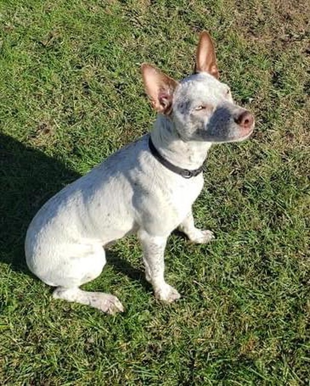 🤠🐴🤠 MEET RODEO! 🤠🐴🤠

🐂 Rodeo is a dashingly handsome 6mo old heeler mix that weighs 32lbs. We *estimate* his adult weight to be around 45lbs. 
🐂 He has typical heeler spunk and energy, along with the standard intelligence and drive to learn! 
🐂 Rodeo is very treat motivated and eager to please! He would love a family that wants to train him and teach him tricks, and maybe even enter him into some agility courses! 
🐂 Rodeo is a relatively quiet fellow and doesn’t show a tendency to bark much. 
🐂 He loves other dogs and eager to make new friends! 

🤠 Rodeo is still young, and while he’s improved a lot in regards to house-training, he will need continued guidance.
🤠 He would do best in a home without cats, as he loves to chase them! 

✔️ Rodeo is neutered, UTD on vaccines, and microchipped.

If you are interested in adopting this pet, please head to www.pettalesrescue.com and fill out an application ✍🏼 

Meet Rodeo.  He arrived in Michigan from a shelter in Alabama.  He is an energetic 6 month old heeler mix.  Rodeo loves to play and wants to please.  He is treat motivated and listens well.  Currently, he knows sit, shake and down.  Rodeo has a tendency to jump, but responds well to 