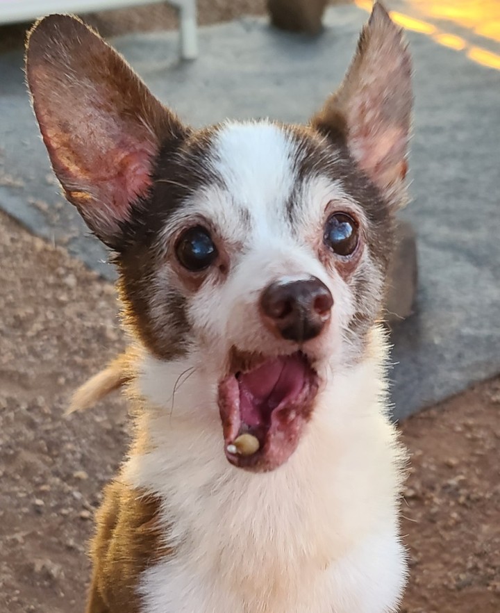 Look at this babe!!! This is Burt ❤🐾

He was found last week in the area of 44th st and McDowell. He is not neutered and probably around 11 years old. The finders posted him on straydar and hung flyers but no owner has been found. We will continue our search. 

For now we are welcoming him home to Rusty's Angels as # 302. 

Doesn't his face remind you of a chocolate swirl marble cake?! 😋 
And this dude is not only adorable he also has a spectacular personality. His little 6# physique is likely to win over all the ladies, without a doubt. 

Welcome home Burt welcome home. 🐾❤🐾