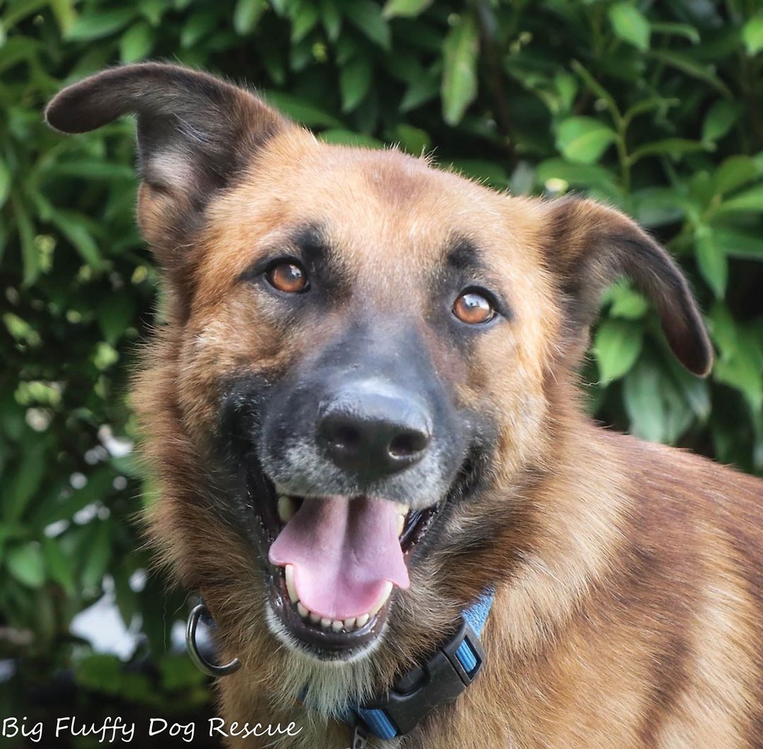 We made it to the weekend, kids. Let's talk about dogs. ⠀
⠀
Missile is a 2 year old, 60 pound German shepherd mix. Missile had a less than stellar start to life and he came to us very reserved. He has come a very long way and is a happy guy these days.⠀
⠀
Missile is a sweet, somewhat shy dog. He is good with other dogs and in fact takes his cues from them when he  isn't quite sure what to do. He is playful and active with other dogs and he enjoys toys and playtime in general. He is intelligent and eager to please and learns quickly. ⠀
⠀
He has finally mastered the leash and he has learned basic manners. I would suggest that he go to a home with people who are fairly laid back and who are patient while this dog gets to know them. He is a very nice boy but he is not an in your face out of the gate kind of guy. A home with another dog is a must for him. He is not trustworthy with cats and he must have a fenced yard. ⠀
⠀
People who know shepherds will love this dog. He has all the good qualities of the shepherd without the 1000 yard stare intensity of a purebred. ⠀
⠀
Would be adopters should email jay@bigfluffydogs.com.  He is in Nashville and can travel anywhere we do.