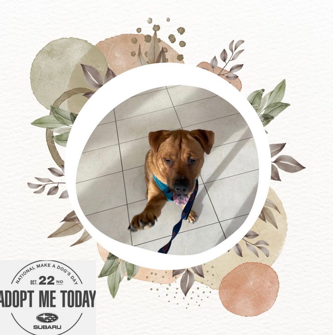 Today, we would like to highlight our next Underdog, Clem. Clem is an 8 month old Shar Pei mix. Although he is very cute (and so unbelievably sweet) he is one of our Underdogs. 

Clem came to us as a stray in September and we noticed his eyes were looking a bit gunky. After being seen by our veterinarian, we found out he has a bilateral entropian.

A bilateral entropian is where the eyelids curl inwards rather than outwards. This causes the eyelashes to curl in as well, causing irritation and in some cases, damage to the eyes. 

Clem is our Underdog because our pets with medical concerns often get overlooked for adoption. This may be because some adopters are concerned about adopting a pet who will need medical care after adoption, or maybe because they do not have the resources and ability to care for a pet who will need medical attention. These are valid reasons.

Clem is a young dog who deserves a home that can provide him with medical care, a safe and welcome environment, and lots of snuggles and attention. Although he has a bilateral entropian, Clem would make a great addition to any home. 

Clem will be at Grand Forks Subaru tomorrow from 11:00am - 1:00pm and will be available to adopt on site. If you aren't looking to adopt, but know someone who is, send them our way! We hope to see you out there. <a target='_blank' href='https://www.instagram.com/explore/tags/subarulovespets/'>#subarulovespets</a>