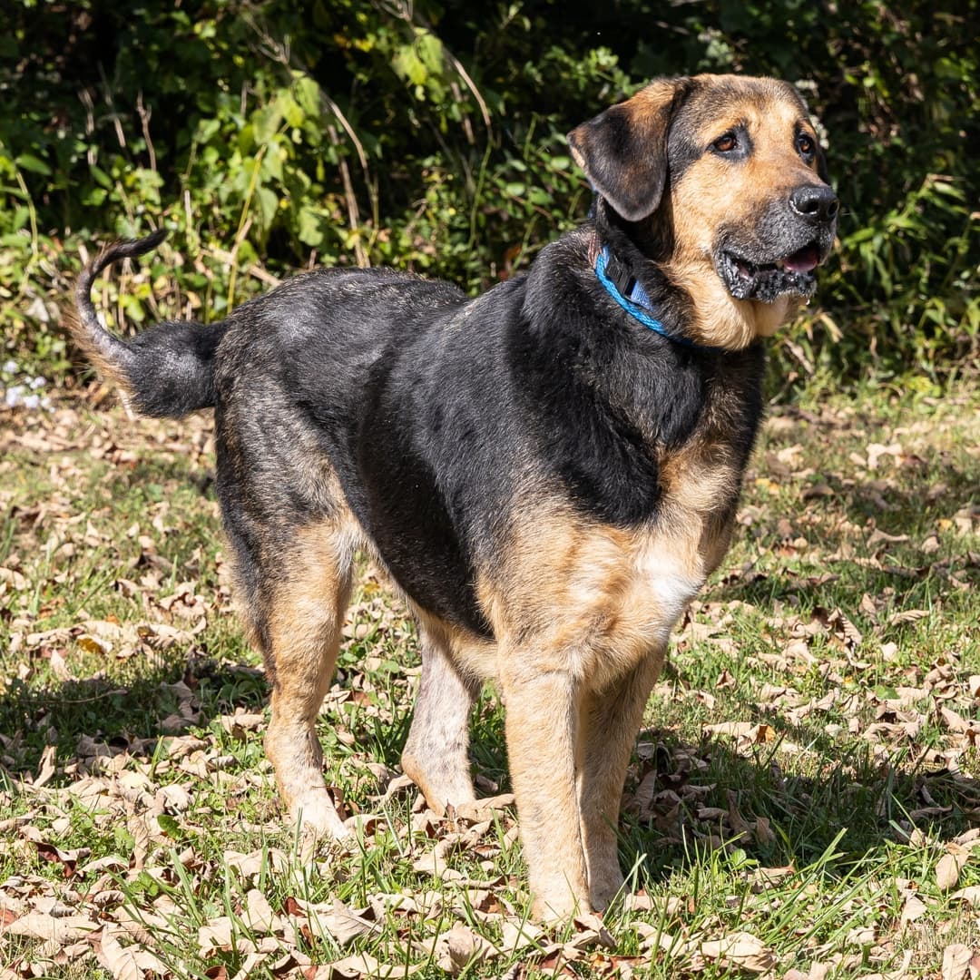 Meet Bryce, a 10-year-old male German Shepard/mix.  Don't let his age fool you.  He is full of spunky goodness and personality.  He loves to play and go on walks and just be with people.  Handsome boy deserves an adoring family that will surround him with love for the rest of his life. 
_________________________
<a target='_blank' href='https://www.instagram.com/explore/tags/adoptmeplease/'>#adoptmeplease</a>  <a target='_blank' href='https://www.instagram.com/explore/tags/comegetme/'>#comegetme</a>  <a target='_blank' href='https://www.instagram.com/explore/tags/handsomeboy/'>#handsomeboy</a>  <a target='_blank' href='https://www.instagram.com/explore/tags/gsdmix/'>#gsdmix</a>