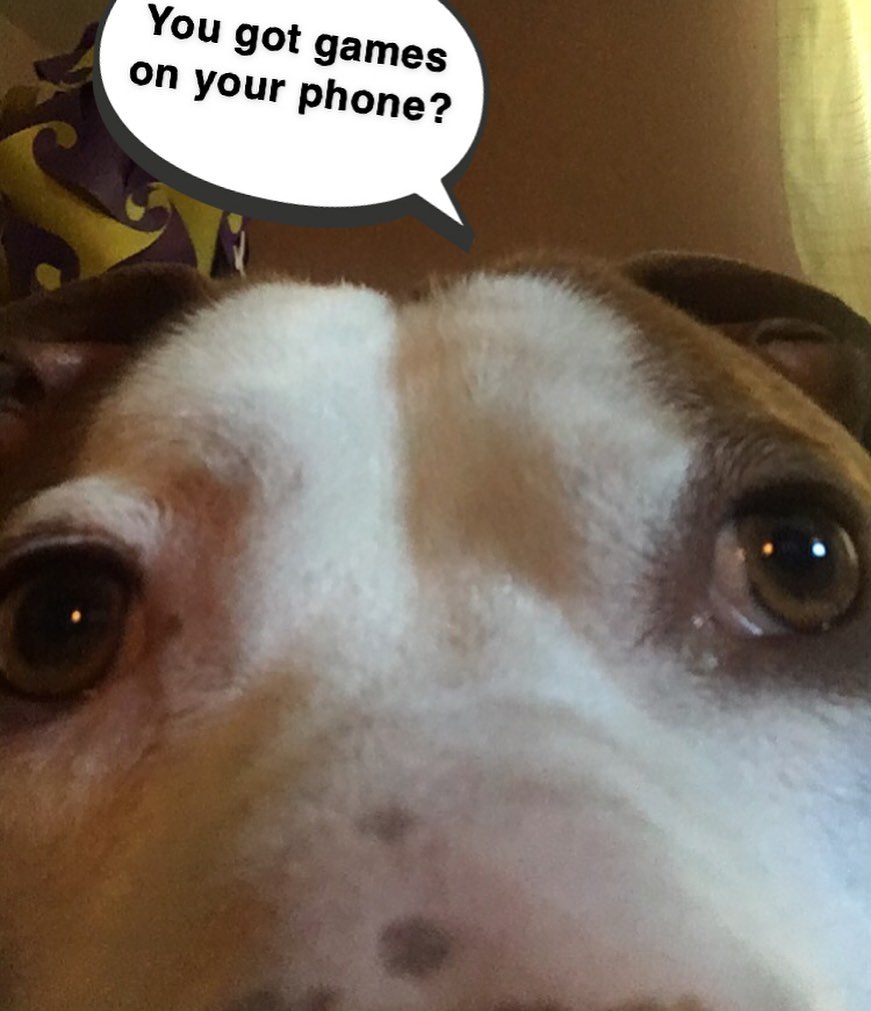 Mulligan asks the age old question...
.
.
.
<a target='_blank' href='https://www.instagram.com/explore/tags/RangeRescue/'>#RangeRescue</a> <a target='_blank' href='https://www.instagram.com/explore/tags/pitbullsofinstagram/'>#pitbullsofinstagram</a>