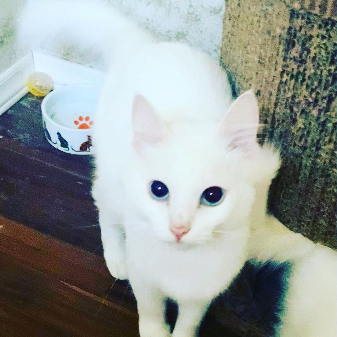 Jake, snowflake, Autumn and Oscar are still all available and waiting to be adopted. Let’s find these kitties forever homes. <a target='_blank' href='https://www.instagram.com/explore/tags/loveandpurrssanctuary/'>#loveandpurrssanctuary</a> <a target='_blank' href='https://www.instagram.com/explore/tags/adoptables/'>#adoptables</a> <a target='_blank' href='https://www.instagram.com/explore/tags/adoptdontshop/'>#adoptdontshop</a> <a target='_blank' href='https://www.instagram.com/explore/tags/spayandneuter/'>#spayandneuter</a> <a target='_blank' href='https://www.instagram.com/explore/tags/rescuecat/'>#rescuecat</a>