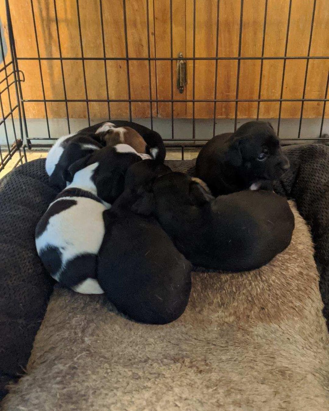 This is Mama Roxy and her adorable puppies and they need homes! 

Please spread the word. Like, comment, and share to boost. Even if you cannot adopt or donate, there maybe someone who follows you that can. ❤️ 

Any and all help is appreciated.