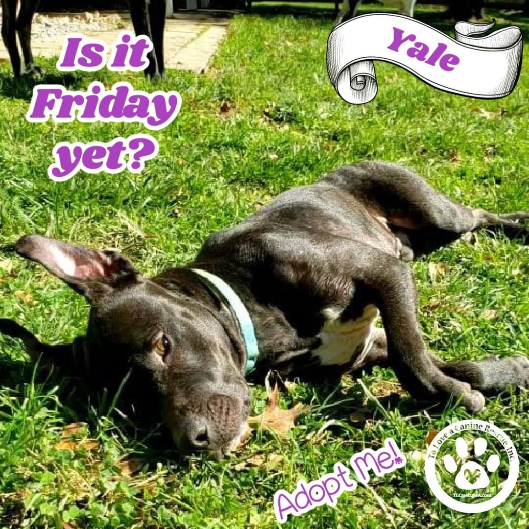 Yale was disappointed when he realized its only THURSDAY!  But he is going to enjoy this beautiful day and cant wait for the weekend!  Yale is a silly and entertaining pup that would love to be part of your family!
Learn more about Yale at www.tlcrescuepa.com/available-dogs
<a target='_blank' href='https://www.instagram.com/explore/tags/dailydog/'>#dailydog</a>  <a target='_blank' href='https://www.instagram.com/explore/tags/foster/'>#foster</a> <a target='_blank' href='https://www.instagram.com/explore/tags/adopt/'>#adopt</a> <a target='_blank' href='https://www.instagram.com/explore/tags/adoptme/'>#adoptme</a> <a target='_blank' href='https://www.instagram.com/explore/tags/adoptabledogs/'>#adoptabledogs</a>