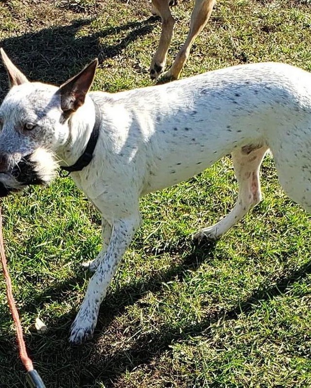 🤠🐴🤠 MEET RODEO! 🤠🐴🤠

🐂 Rodeo is a dashingly handsome 6mo old heeler mix that weighs 32lbs. We *estimate* his adult weight to be around 45lbs. 
🐂 He has typical heeler spunk and energy, along with the standard intelligence and drive to learn! 
🐂 Rodeo is very treat motivated and eager to please! He would love a family that wants to train him and teach him tricks, and maybe even enter him into some agility courses! 
🐂 Rodeo is a relatively quiet fellow and doesn’t show a tendency to bark much. 
🐂 He loves other dogs and eager to make new friends! 

🤠 Rodeo is still young, and while he’s improved a lot in regards to house-training, he will need continued guidance.
🤠 He would do best in a home without cats, as he loves to chase them! 

✔️ Rodeo is neutered, UTD on vaccines, and microchipped.

If you are interested in adopting this pet, please head to www.pettalesrescue.com and fill out an application ✍🏼 

Meet Rodeo.  He arrived in Michigan from a shelter in Alabama.  He is an energetic 6 month old heeler mix.  Rodeo loves to play and wants to please.  He is treat motivated and listens well.  Currently, he knows sit, shake and down.  Rodeo has a tendency to jump, but responds well to 