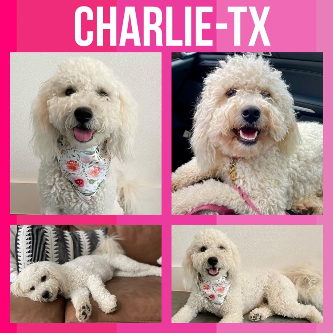 Click on the link in her bio to learn more about Charlie-TX!

Meet Charming Charlie-TX 💗, an 18 month old female mini English Goldendoodle, in an IDOG foster home in Austin, Texas.

Charlie-TX is playful 🎾, affectionate ❤️, high energy ⚡️, curious 🧐, and smart 🧠. She would love to be with a family that will be able to spend time ⏱ with her and give her attention. Charlie-TX loves physical activity. She would probably do better in a home with another playful dog as she really enjoys playing and wrestling with our puppy.