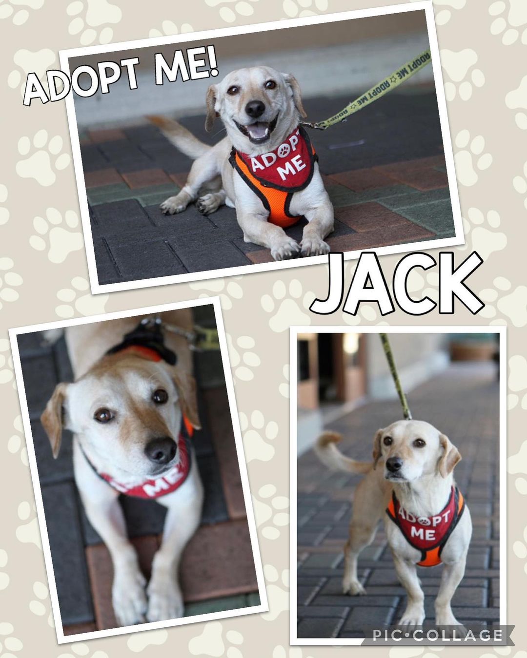 Here’s Jack! He’s up for adoption, and he is just the sweetest, most easy-going dog. He’s a basset hound/dachshund mix and about 5 years old. If you’re interested, fill out an app on our website. 
.
.
.
.

<a target='_blank' href='https://www.instagram.com/explore/tags/rescue/'>#rescue</a> <a target='_blank' href='https://www.instagram.com/explore/tags/rescuedogs/'>#rescuedogs</a> <a target='_blank' href='https://www.instagram.com/explore/tags/savealife/'>#savealife</a> <a target='_blank' href='https://www.instagram.com/explore/tags/adoptdontshop/'>#adoptdontshop</a> <a target='_blank' href='https://www.instagram.com/explore/tags/newbeginningsforanimals/'>#newbeginningsforanimals</a> <a target='_blank' href='https://www.instagram.com/explore/tags/NBFA/'>#NBFA</a> <a target='_blank' href='https://www.instagram.com/explore/tags/orangecountyrescues/'>#orangecountyrescues</a> <a target='_blank' href='https://www.instagram.com/explore/tags/southerncalifornia/'>#southerncalifornia</a> <a target='_blank' href='https://www.instagram.com/explore/tags/alisoviejo/'>#alisoviejo</a> <a target='_blank' href='https://www.instagram.com/explore/tags/adopt/'>#adopt</a> <a target='_blank' href='https://www.instagram.com/explore/tags/adoption/'>#adoption</a> <a target='_blank' href='https://www.instagram.com/explore/tags/pets/'>#pets</a> <a target='_blank' href='https://www.instagram.com/explore/tags/dog/'>#dog</a> <a target='_blank' href='https://www.instagram.com/explore/tags/missionviejo/'>#missionviejo</a> <a target='_blank' href='https://www.instagram.com/explore/tags/rescuedogsofinstagram/'>#rescuedogsofinstagram</a> <a target='_blank' href='https://www.instagram.com/explore/tags/nonprofit/'>#nonprofit</a> <a target='_blank' href='https://www.instagram.com/explore/tags/rescueismyfavoritebreed/'>#rescueismyfavoritebreed</a> <a target='_blank' href='https://www.instagram.com/explore/tags/upforadoption/'>#upforadoption</a> <a target='_blank' href='https://www.instagram.com/explore/tags/petsmartcharaties/'>#petsmartcharaties</a> <a target='_blank' href='https://www.instagram.com/explore/tags/rescuedogsrule/'>#rescuedogsrule</a> <a target='_blank' href='https://www.instagram.com/explore/tags/theonesinneedarethebestbreed/'>#theonesinneedarethebestbreed</a> <a target='_blank' href='https://www.instagram.com/explore/tags/adoptme/'>#adoptme</a> <a target='_blank' href='https://www.instagram.com/explore/tags/picme/'>#picme</a> <a target='_blank' href='https://www.instagram.com/explore/tags/iadopted/'>#iadopted</a>