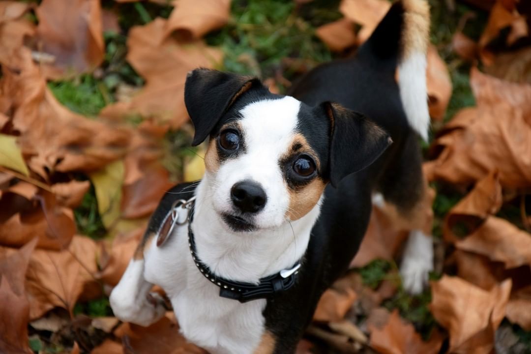 October 22 is National Make a Dog’s Day! Do something extra for your canine companion or furry friend. Walk the dog, enjoy a car outing, or try out Halloween costumes! Share photos of your pets! Celebrate everything that is extraordinary about your pets this October! <a target='_blank' href='https://www.instagram.com/explore/tags/sohumane/'>#sohumane</a><a target='_blank' href='https://www.instagram.com/explore/tags/petlovers/'>#petlovers</a><a target='_blank' href='https://www.instagram.com/explore/tags/savingtrain/'>#savingtrain</a> <a target='_blank' href='https://www.instagram.com/explore/tags/sosubaru/'>#sosubaru</a> <a target='_blank' href='https://www.instagram.com/explore/tags/southernoregonstrong/'>#southernoregonstrong</a><a target='_blank' href='https://www.instagram.com/explore/tags/savinglives/'>#savinglives</a> <a target='_blank' href='https://www.instagram.com/explore/tags/rescue/'>#rescue</a> <a target='_blank' href='https://www.instagram.com/explore/tags/MakeADogsDay/'>#MakeADogsDay</a>