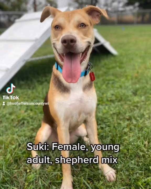 I'm Suki, a 2 year old mixed breed girl who is a big fan of people. My favorite activities include going for walks and cuddling with humans. I'm approved for kids over the age of 10 and because I have a good amount of energy, an active family will be a great match for me!⠀
⠀
Learn more at https://hsjc-wis.com/animal/?id=17295517 or click the link in our bio.⠀
⠀
<a target='_blank' href='https://www.instagram.com/explore/tags/adopt/'>#adopt</a> <a target='_blank' href='https://www.instagram.com/explore/tags/dogsofinstagram/'>#dogsofinstagram</a> <a target='_blank' href='https://www.instagram.com/explore/tags/adoptdontshop/'>#adoptdontshop</a> <a target='_blank' href='https://www.instagram.com/explore/tags/recuedog/'>#recuedog</a>