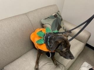 Julie and H.F. Help's little pumpkin, Daisy, heading to the Fox 24 Charleston Pet Of The Week.  They made new friends and then stopped for a pup cup at Starbucks.  What a great day out!